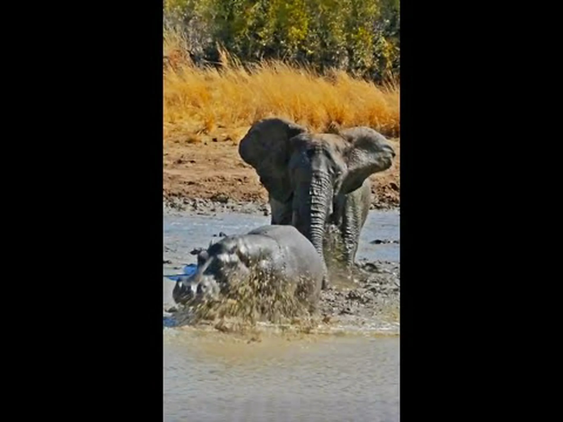 攻撃的なゾウがカバを追い払うために浅瀬に突入する 攻撃的なゾウがカバを追い払うために浅瀬に突入する