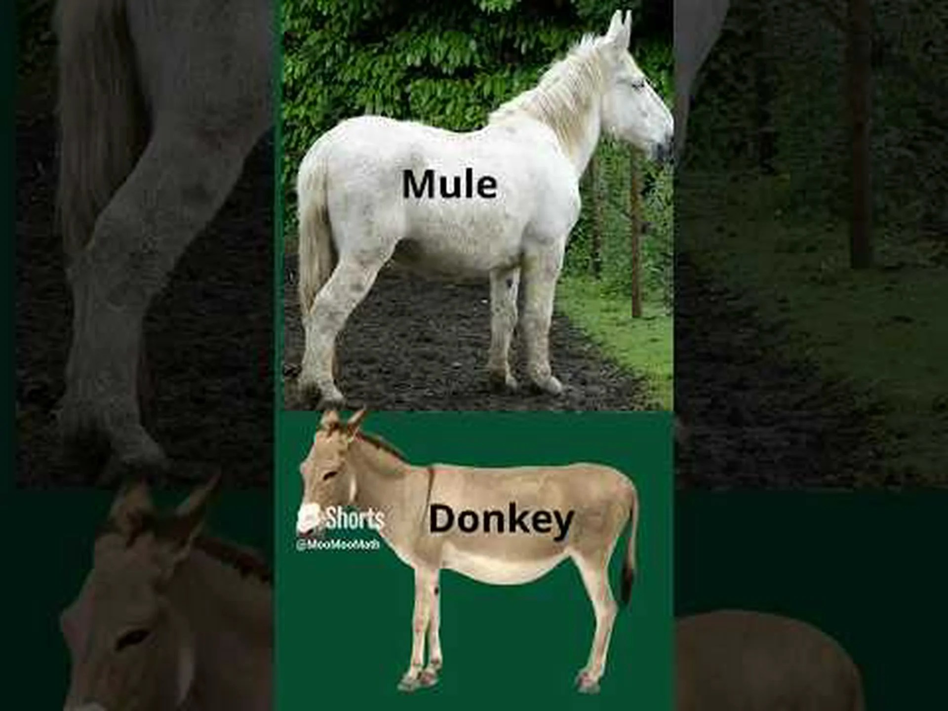 ロバと馬: 違いは何ですか? ロバと馬: 違いは何ですか?