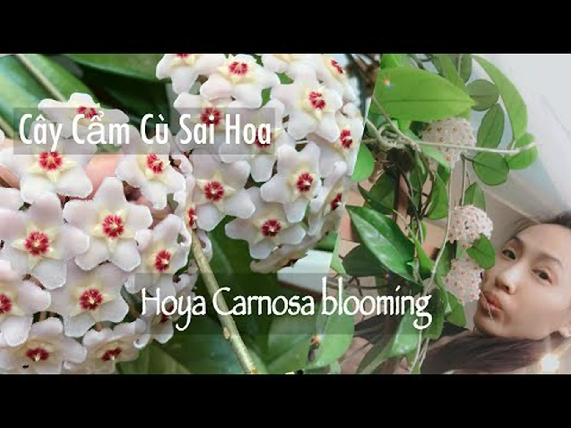 ホヤ カルノーサ: 完全ガイド ホヤ カルノーサ: 完全ガイド