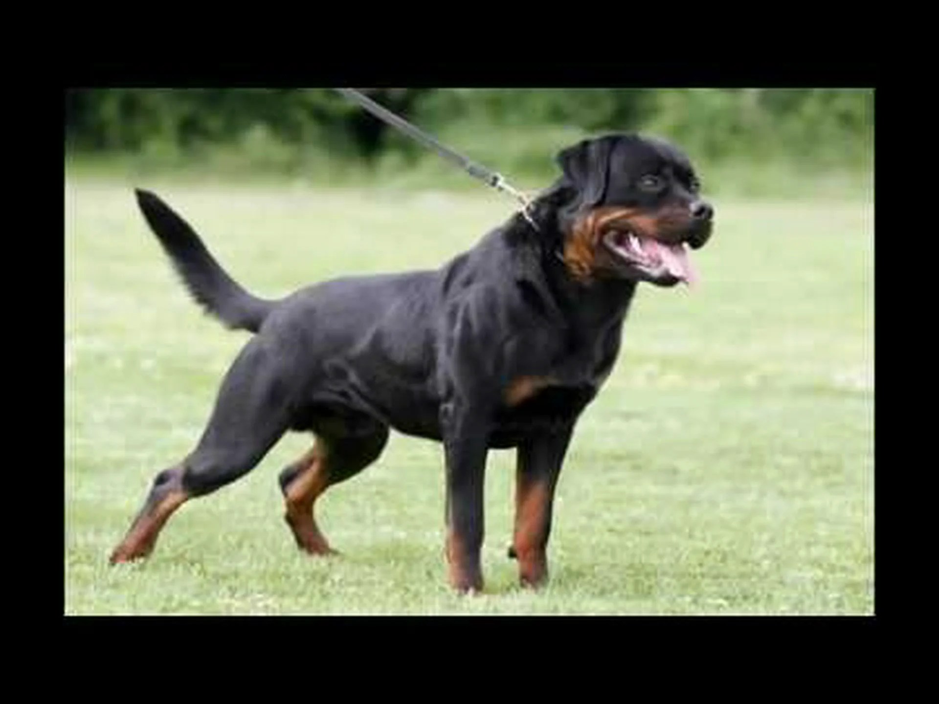 セルビアのロットワイラー vs ドイツのロットワイラー セルビアのロットワイラー vs ドイツのロットワイラー