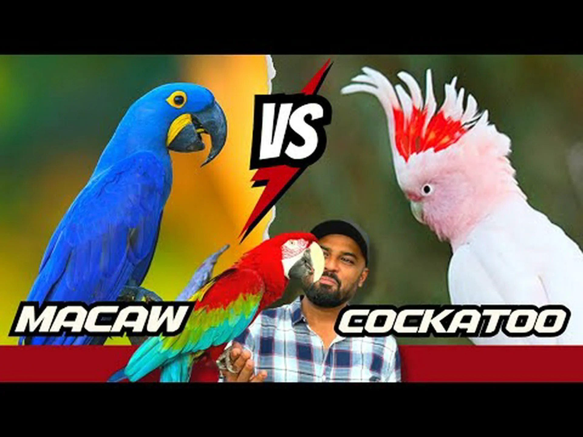 オウムとコンゴウインコの違いは何ですか? オウムとコンゴウインコの違いは何ですか?
