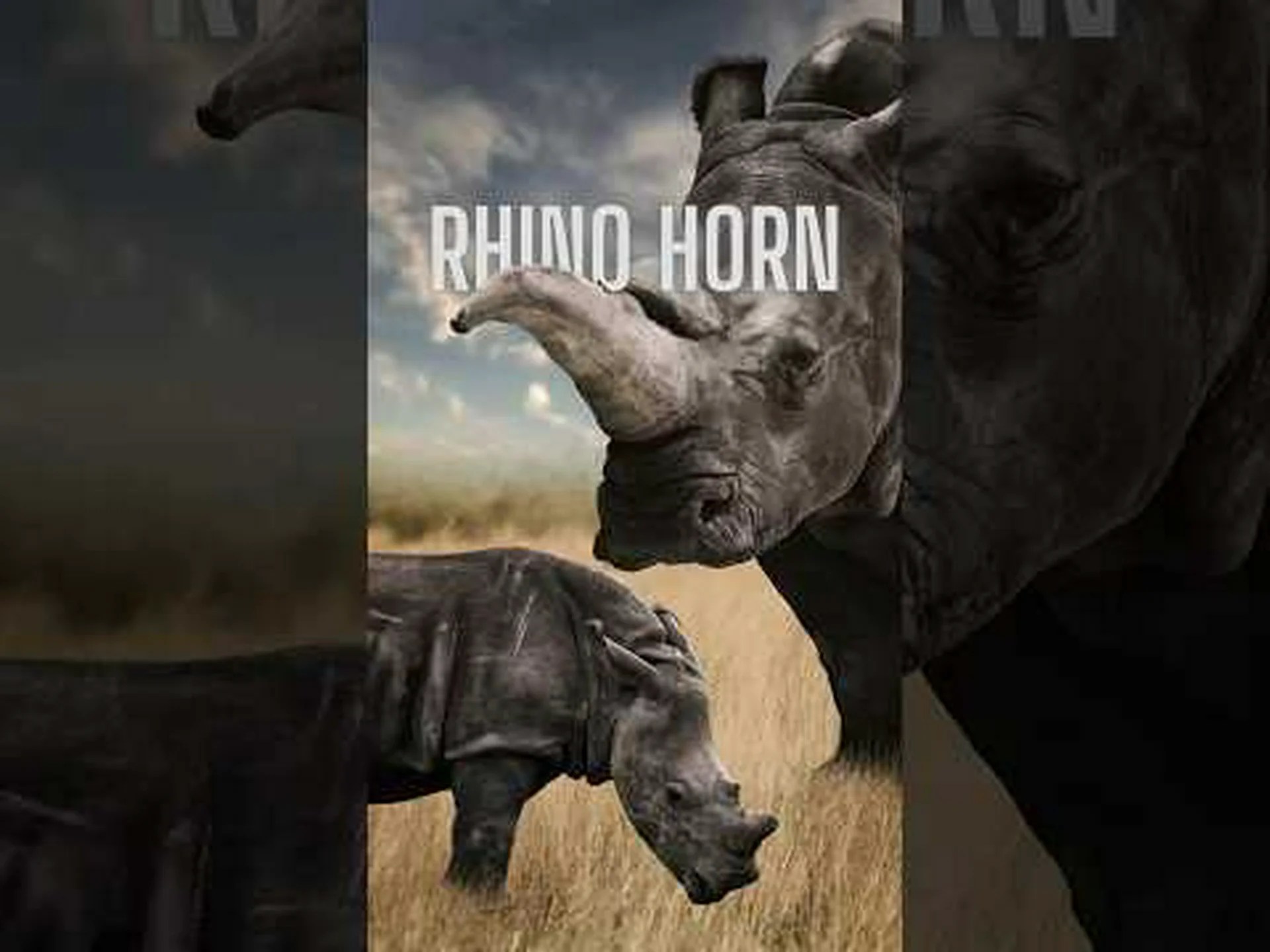 これまで見た中で最大の角を持つサイが眠れるライオンを怖がらせる様子を観察する これまで見た中で最大の角を持つサイが眠れるライオンを怖がらせる様子を観察する