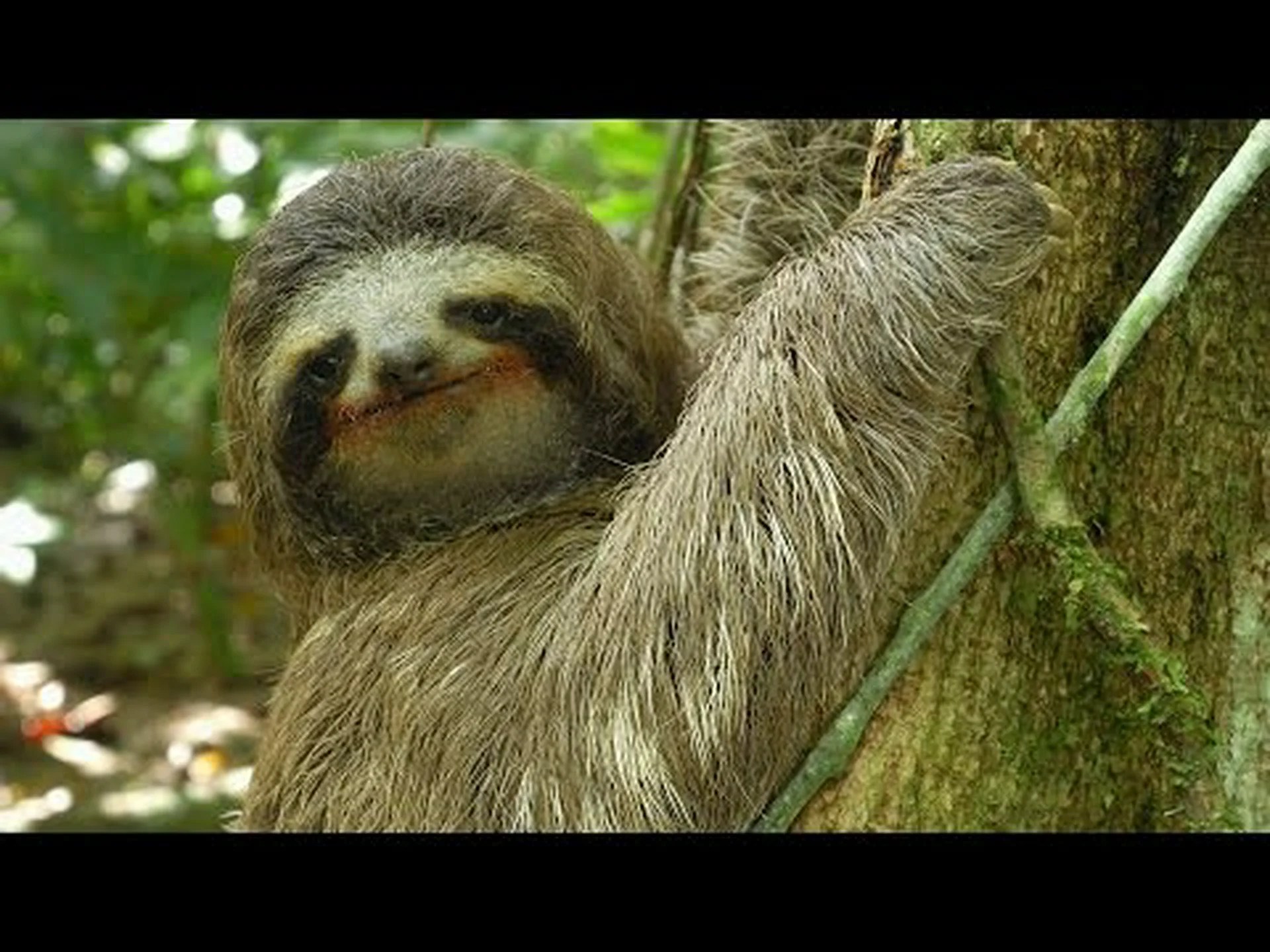 ナマケモノをご紹介 — ジャングルの中で最も遅くて眠い動物 ナマケモノをご紹介 — ジャングルの中で最も遅くて眠い動物