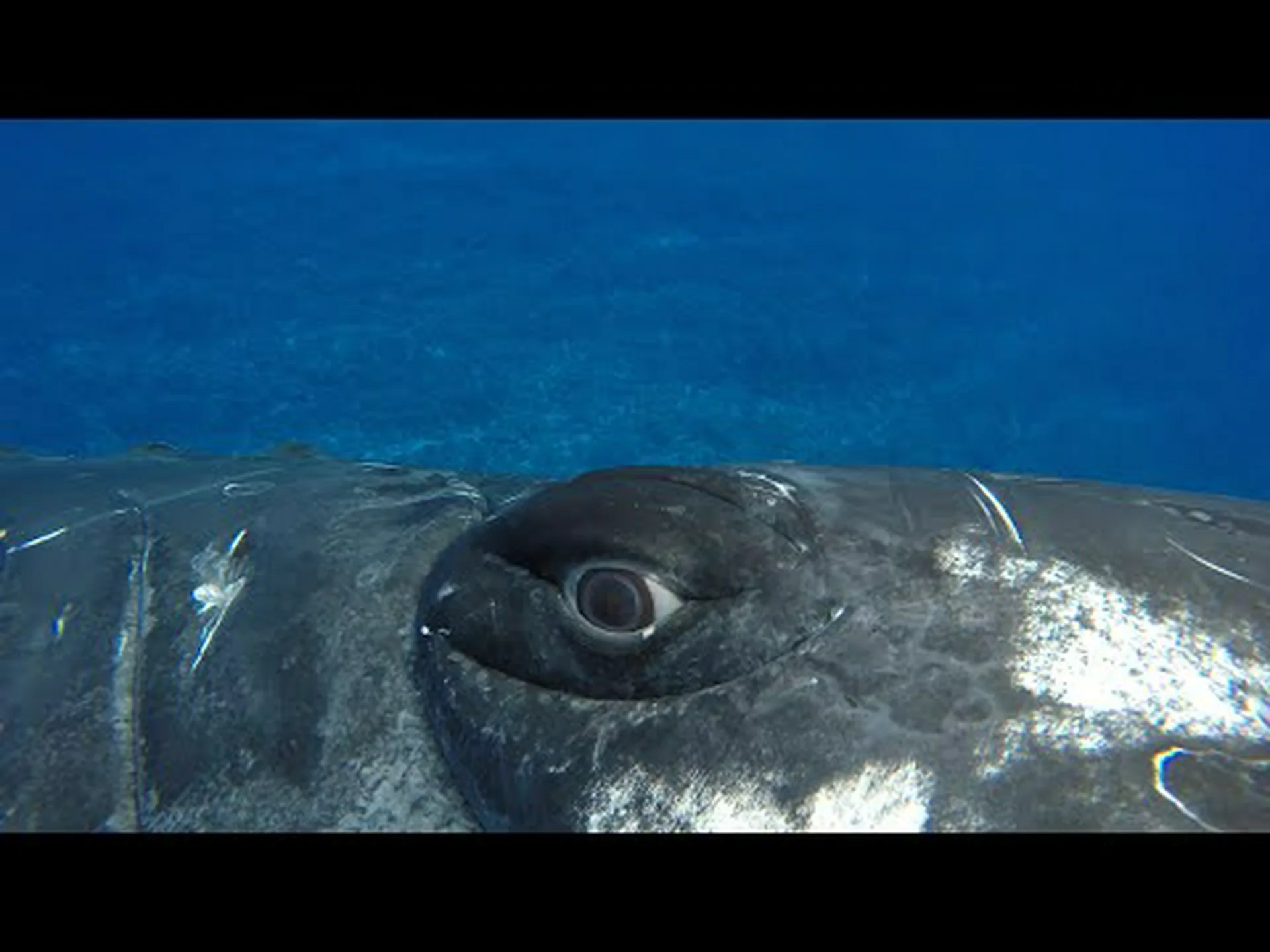 ザトウクジラが科学者をサメから英雄的に救い、切れない絆を築く様子をご覧ください ザトウクジラが科学者をサメから英雄的に救い、切れない絆を築く様子をご覧ください