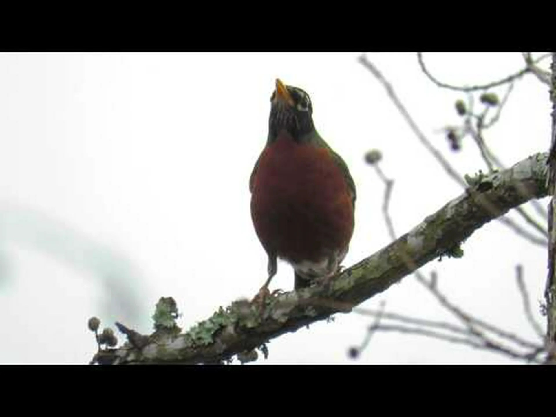 ロビンのオスとメス: 3 つの主な違いは何ですか? ロビンのオスとメス: 3 つの主な違いは何ですか?