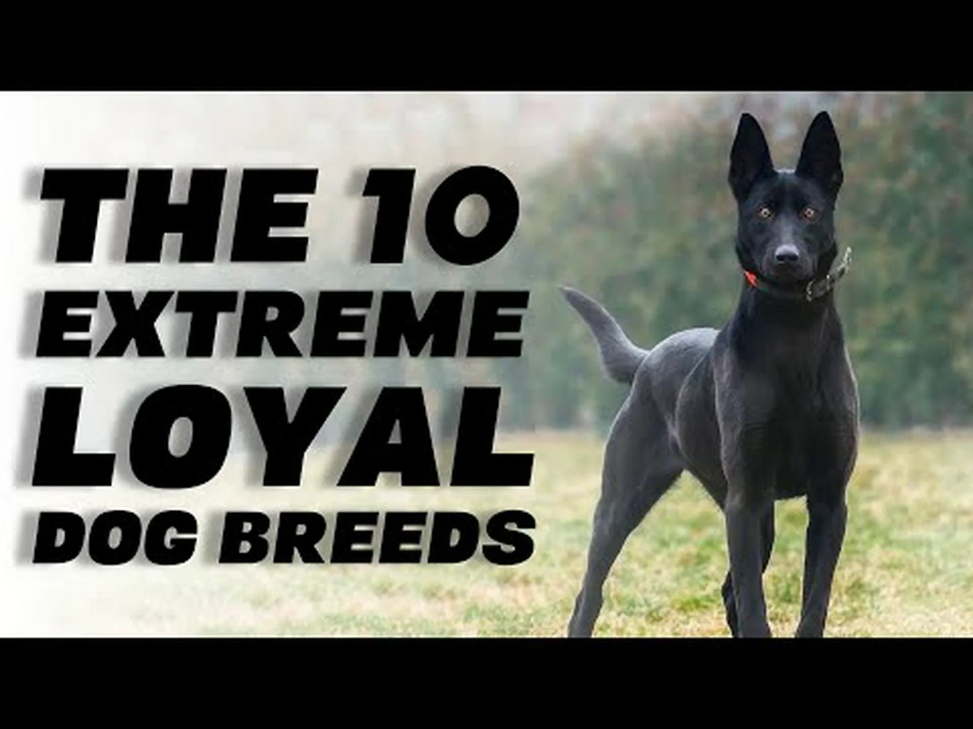 最も忠実な犬種 (ベルクロ犬!) 最も忠実な犬種 (ベルクロ犬!)