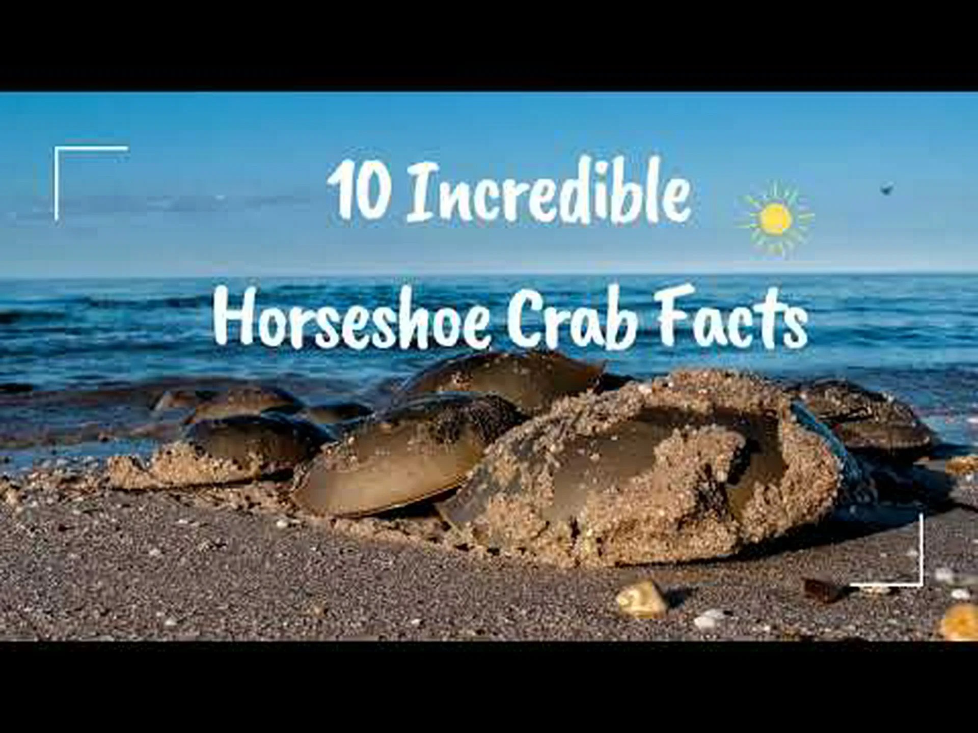 カブトガニに関する10の驚くべき事実 カブトガニに関する10の驚くべき事実