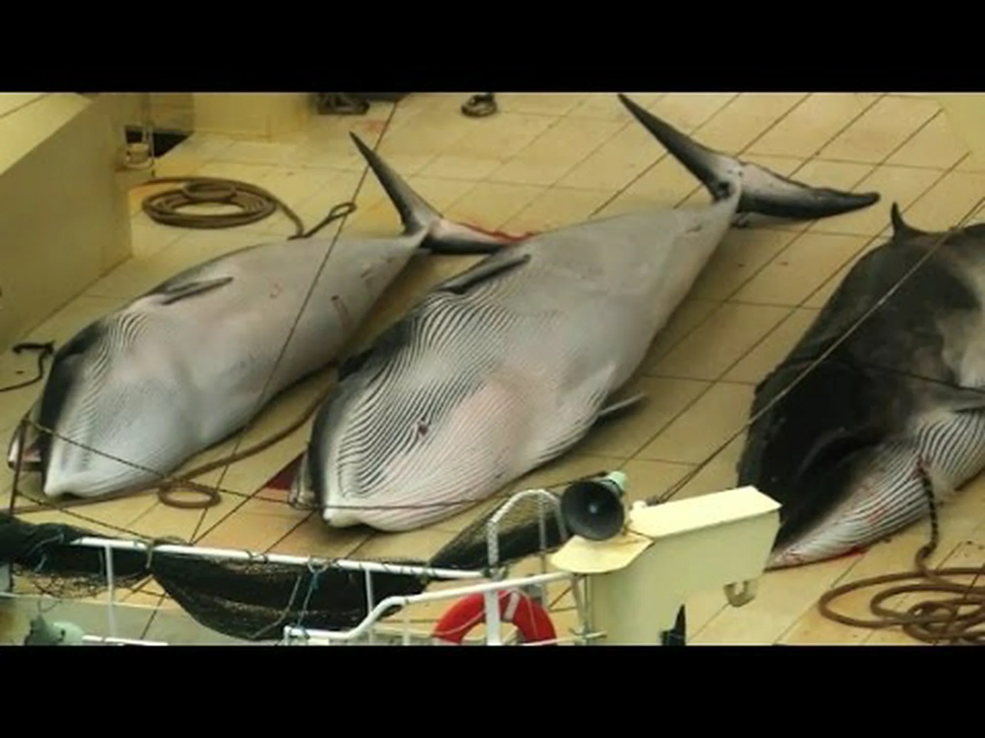 なぜ 3 か国 (さらに 5 か国) が 2024 年になっても捕鯨を許可しているのでしょうか? なぜ 3 か国 (さらに 5 か国) が 2024 年になっても捕鯨を許可しているのでしょうか?