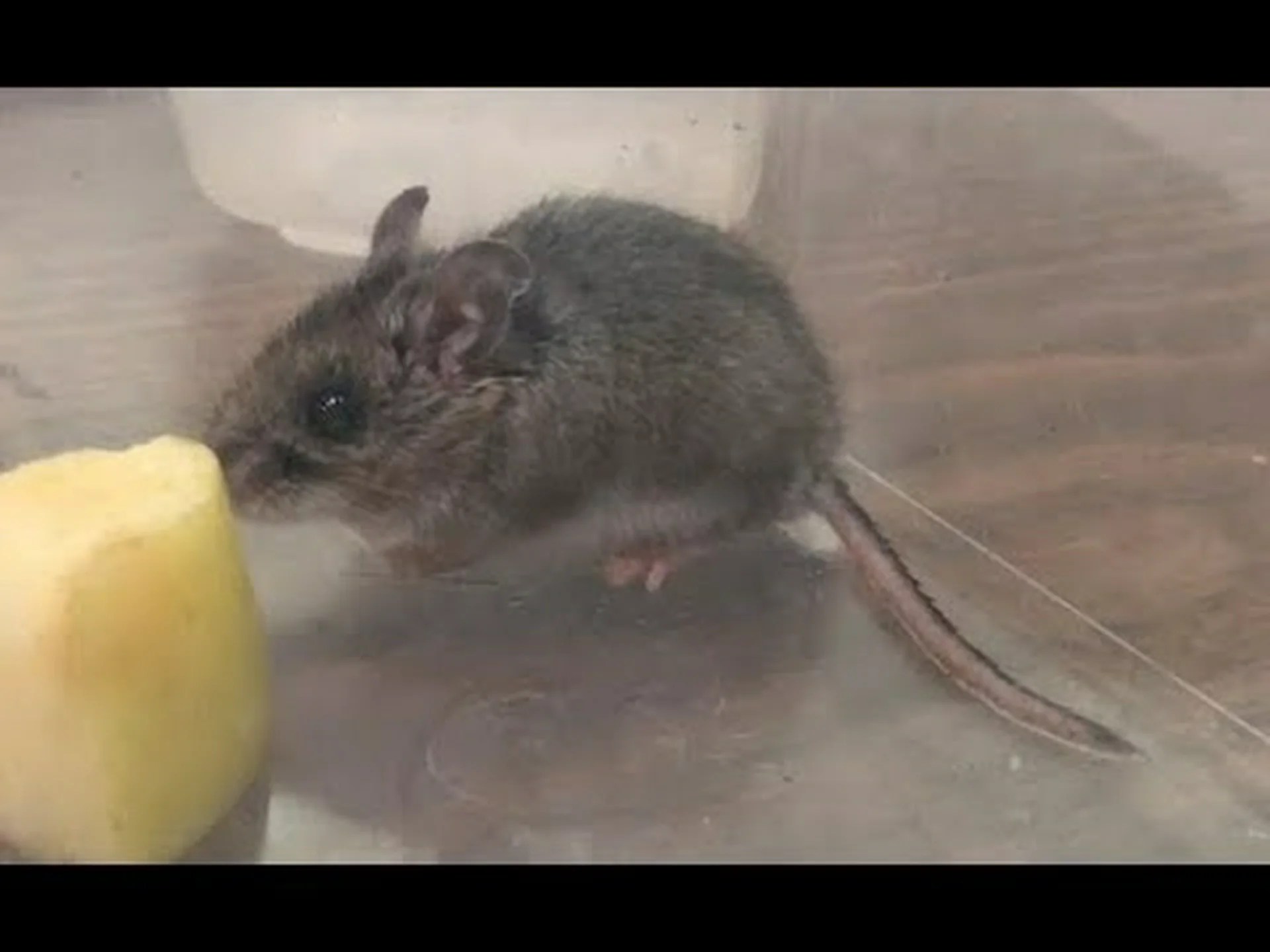 シカネズミとハツカネズミ: 違いは何ですか? シカネズミとハツカネズミ: 違いは何ですか?