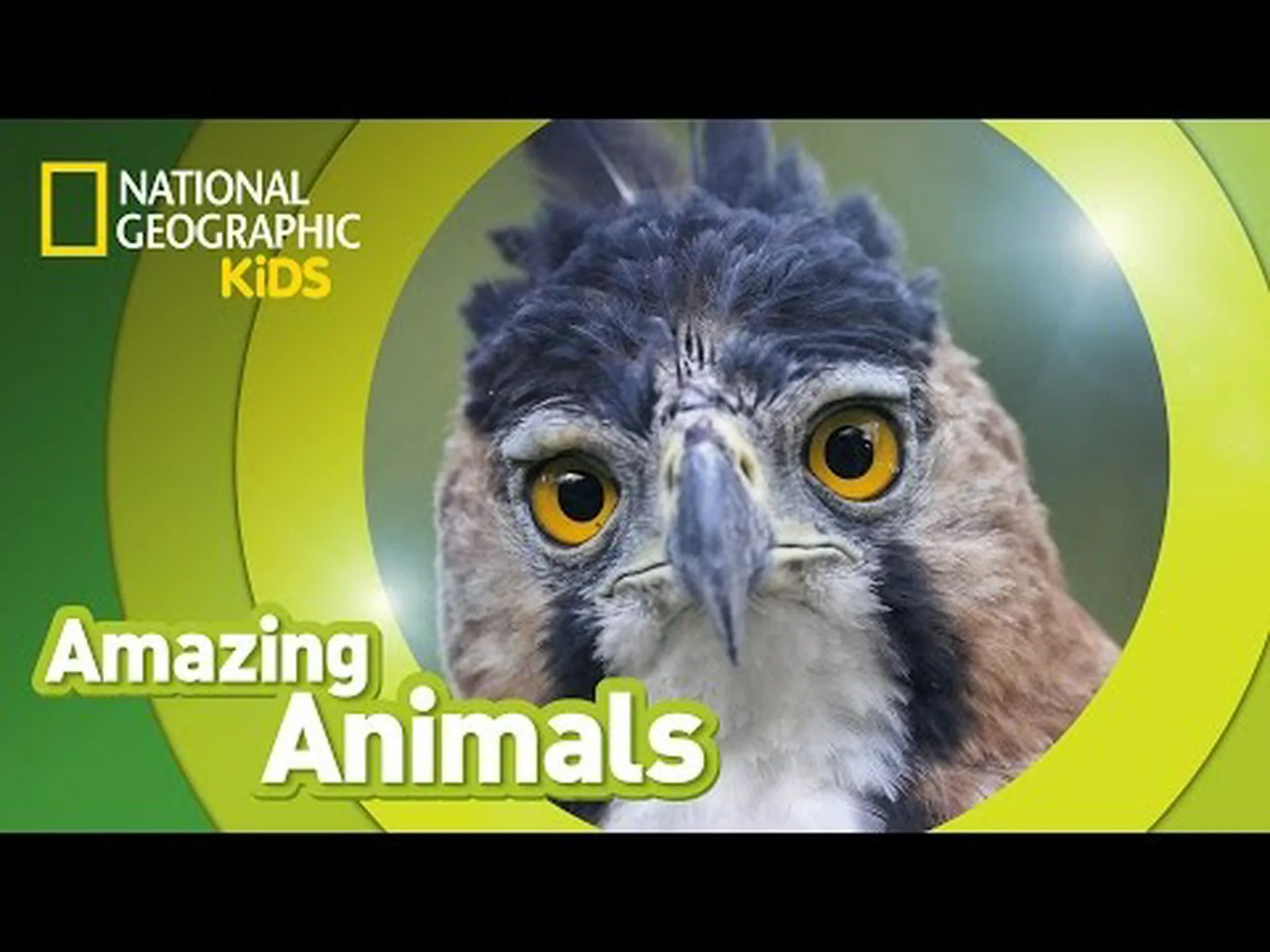 オウギワシの 10 の驚くべき事実 オウギワシの 10 の驚くべき事実