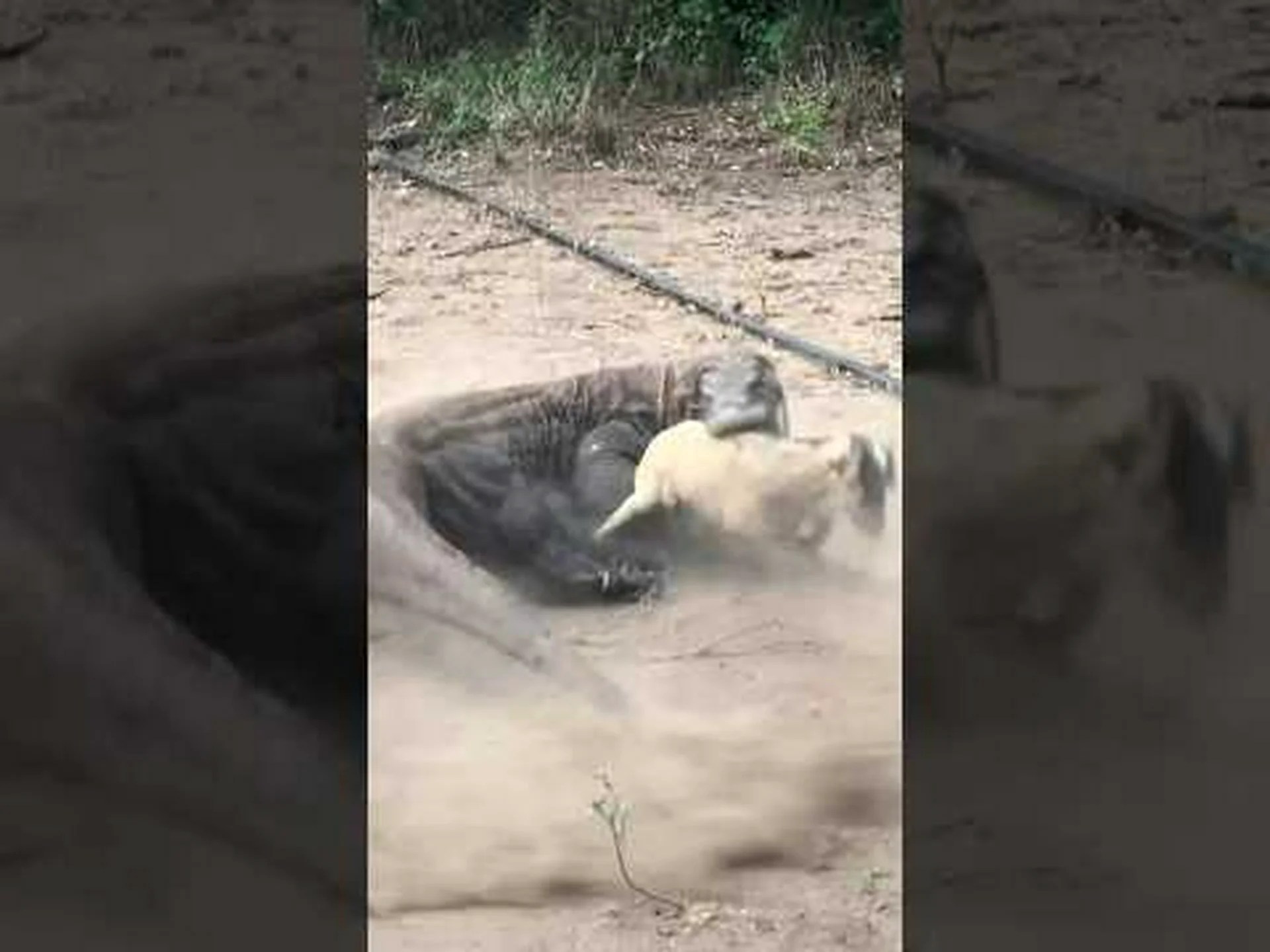 全速力で飛び立つ前に野生のアヒルを捕まえるコモドオオトカゲ 全速力で飛び立つ前に野生のアヒルを捕まえるコモドオオトカゲ