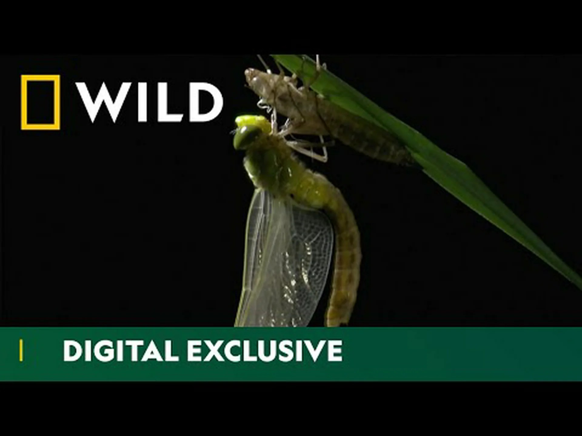 10月に新たに発見された飛ぶトンボ 10月に新たに発見された飛ぶトンボ