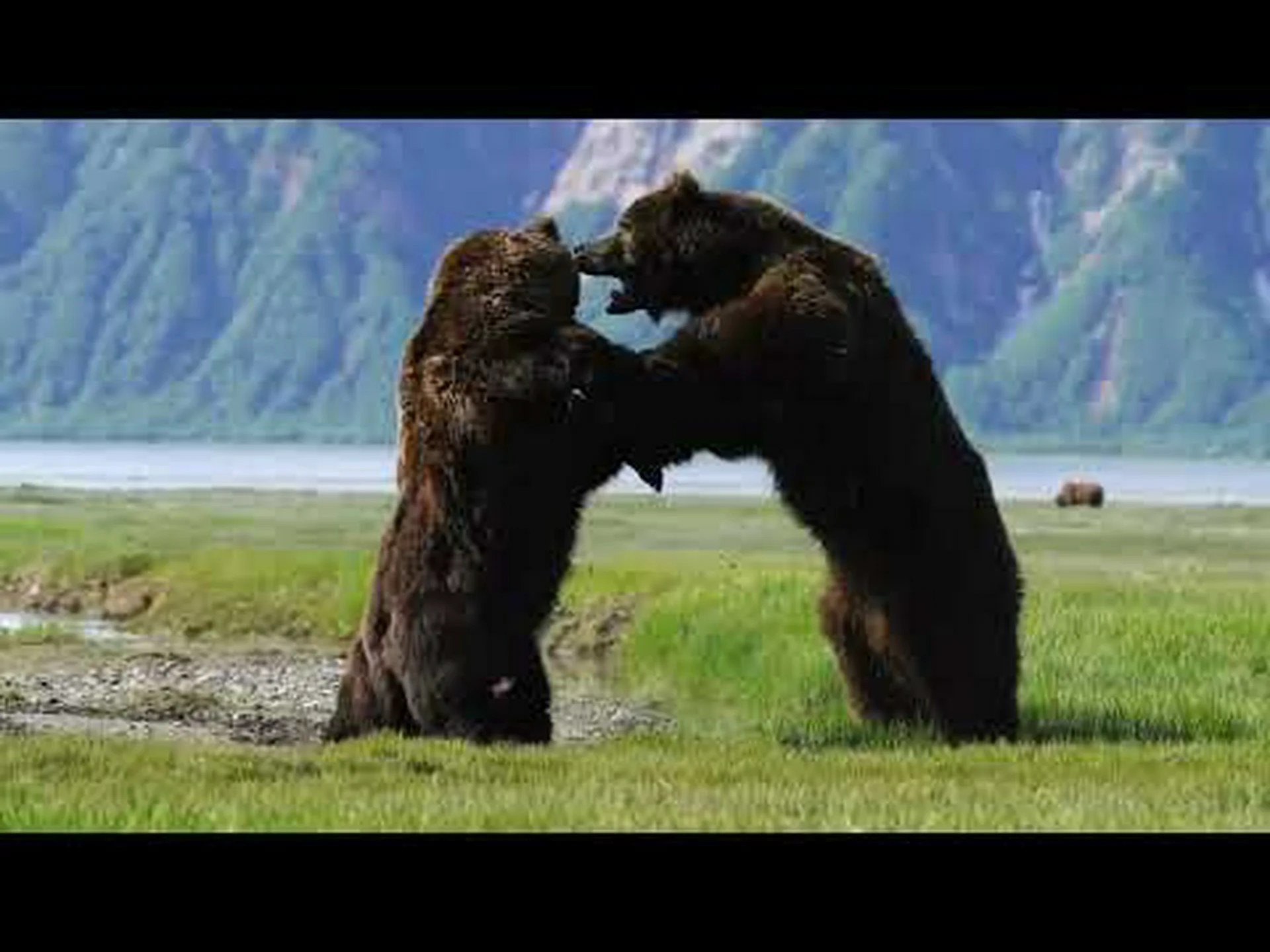 2頭のアルファオスが同じ食事を求めたときに勃発した激しいクマの乱闘をご覧ください 2頭のアルファオスが同じ食事を求めたときに勃発した激しいクマの乱闘をご覧ください