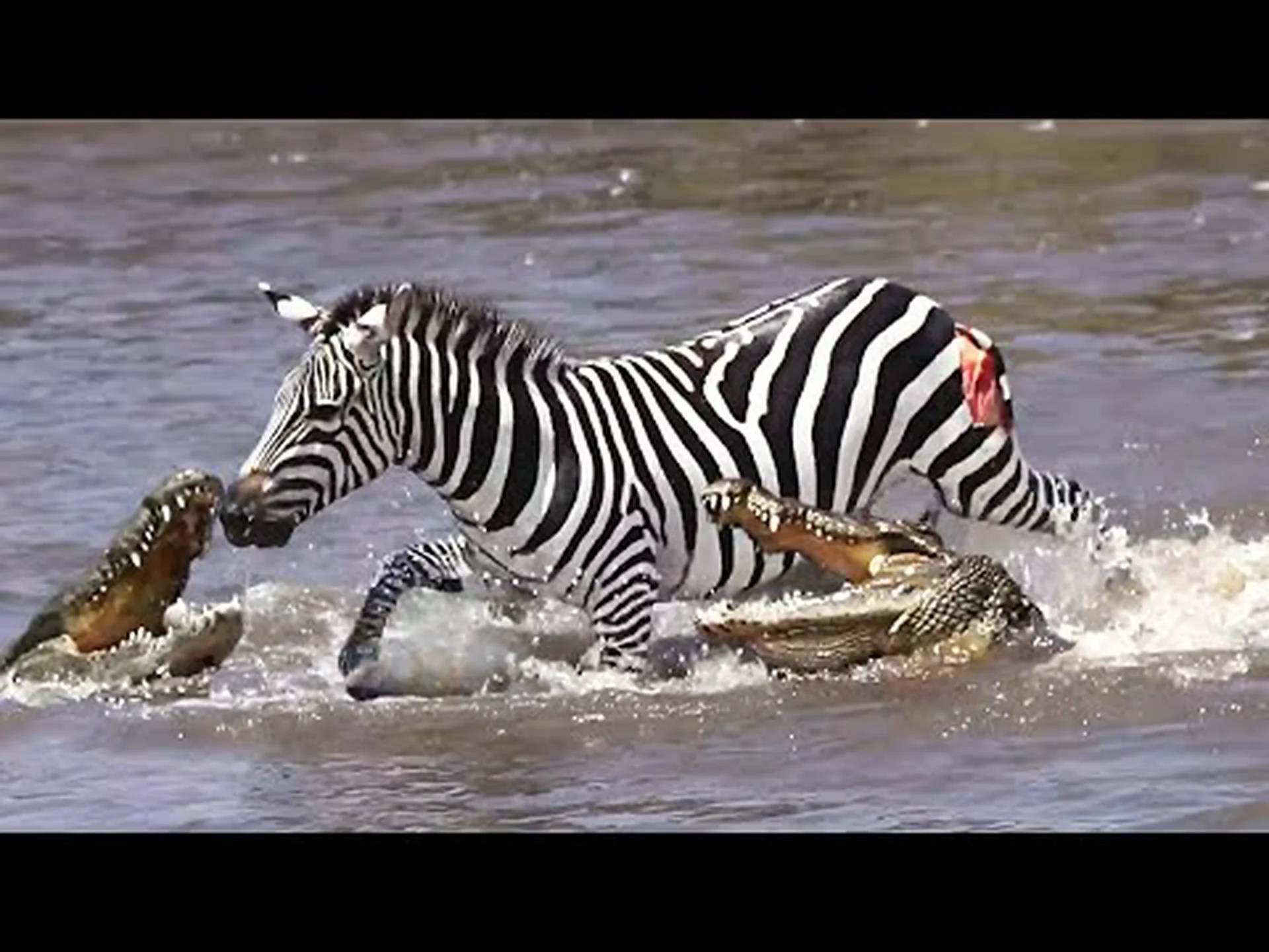 シマウマが逃げるのではなくワニと戦うことを決意したときに何が起こるかを観察してください シマウマが逃げるのではなくワニと戦うことを決意したときに何が起こるかを観察してください