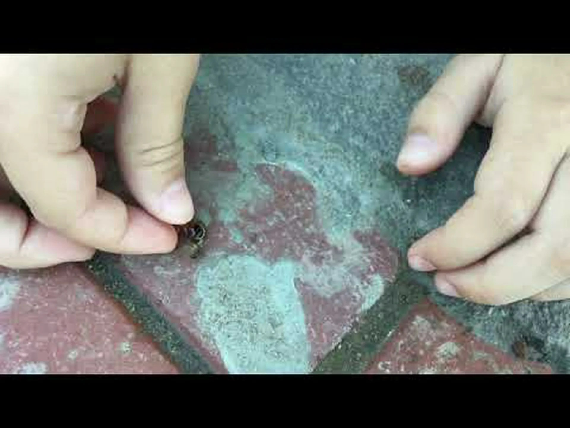 ハサミムシとシロアリ: 8 つの主な違いは何ですか? ハサミムシとシロアリ: 8 つの主な違いは何ですか?