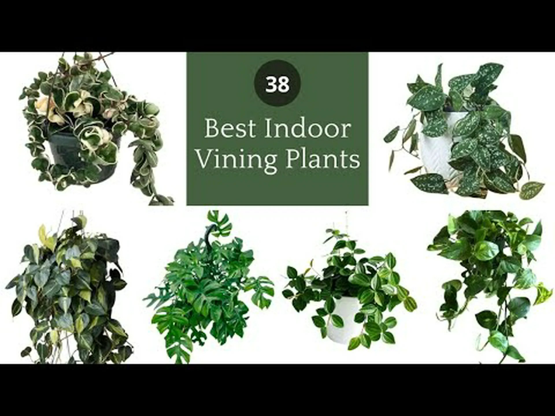 最もダイナミックな屋内つる性植物 22 選 最もダイナミックな屋内つる性植物 22 選