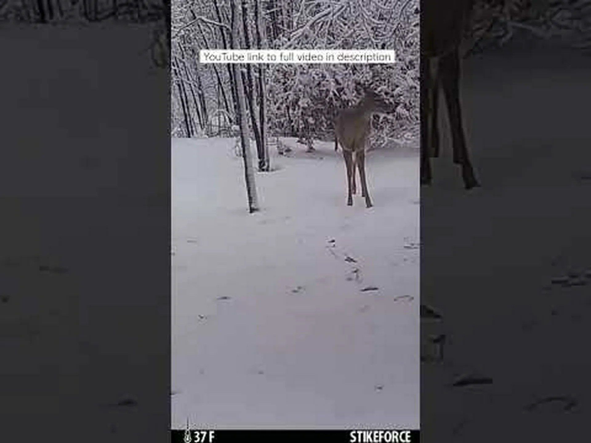 信じられないほど粘り強いボブキャットが、跳ねる鹿からぶら下がり、最後には勝利する 信じられないほど粘り強いボブキャットが、跳ねる鹿からぶら下がり、最後には勝利する