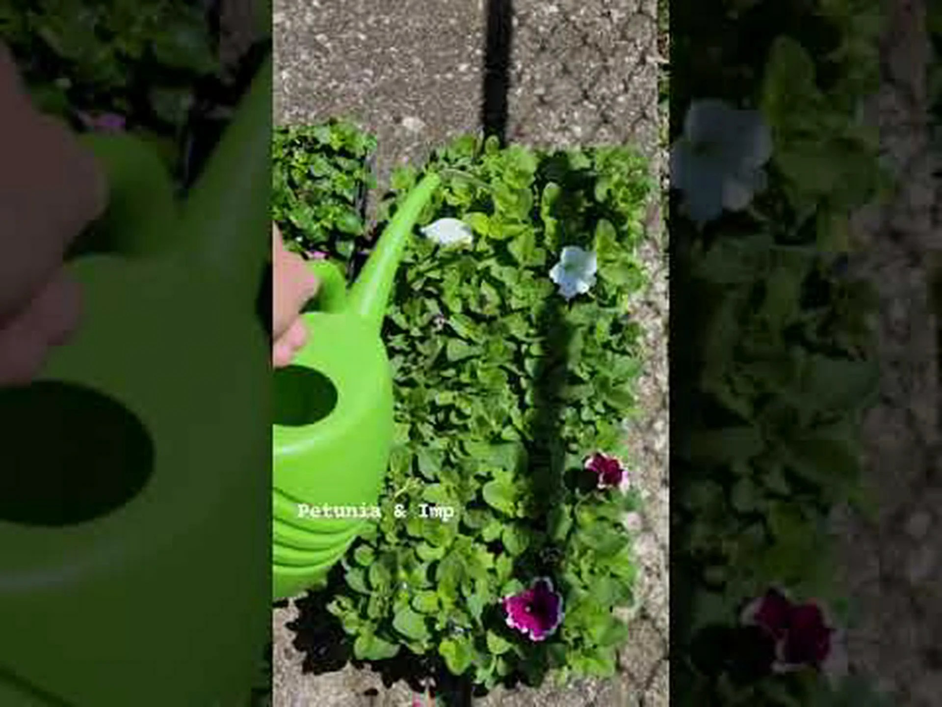 インパチェンスとペチュニア: 違いは何ですか? インパチェンスとペチュニア: 違いは何ですか?