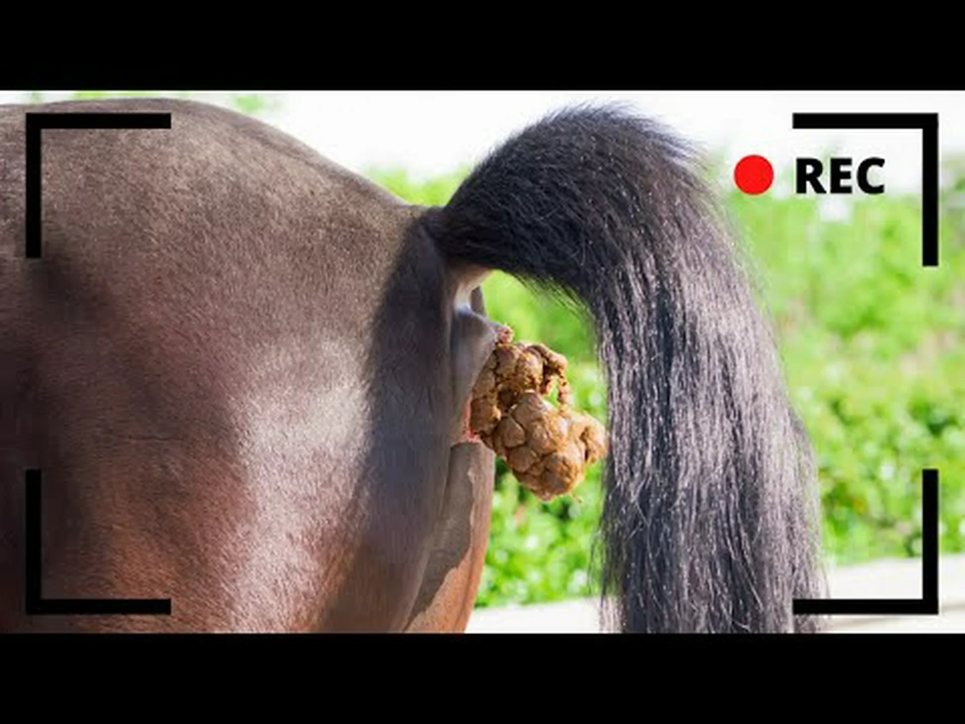 クーガーのうんち: あなたが今まで知りたかったすべて クーガーのうんち: あなたが今まで知りたかったすべて