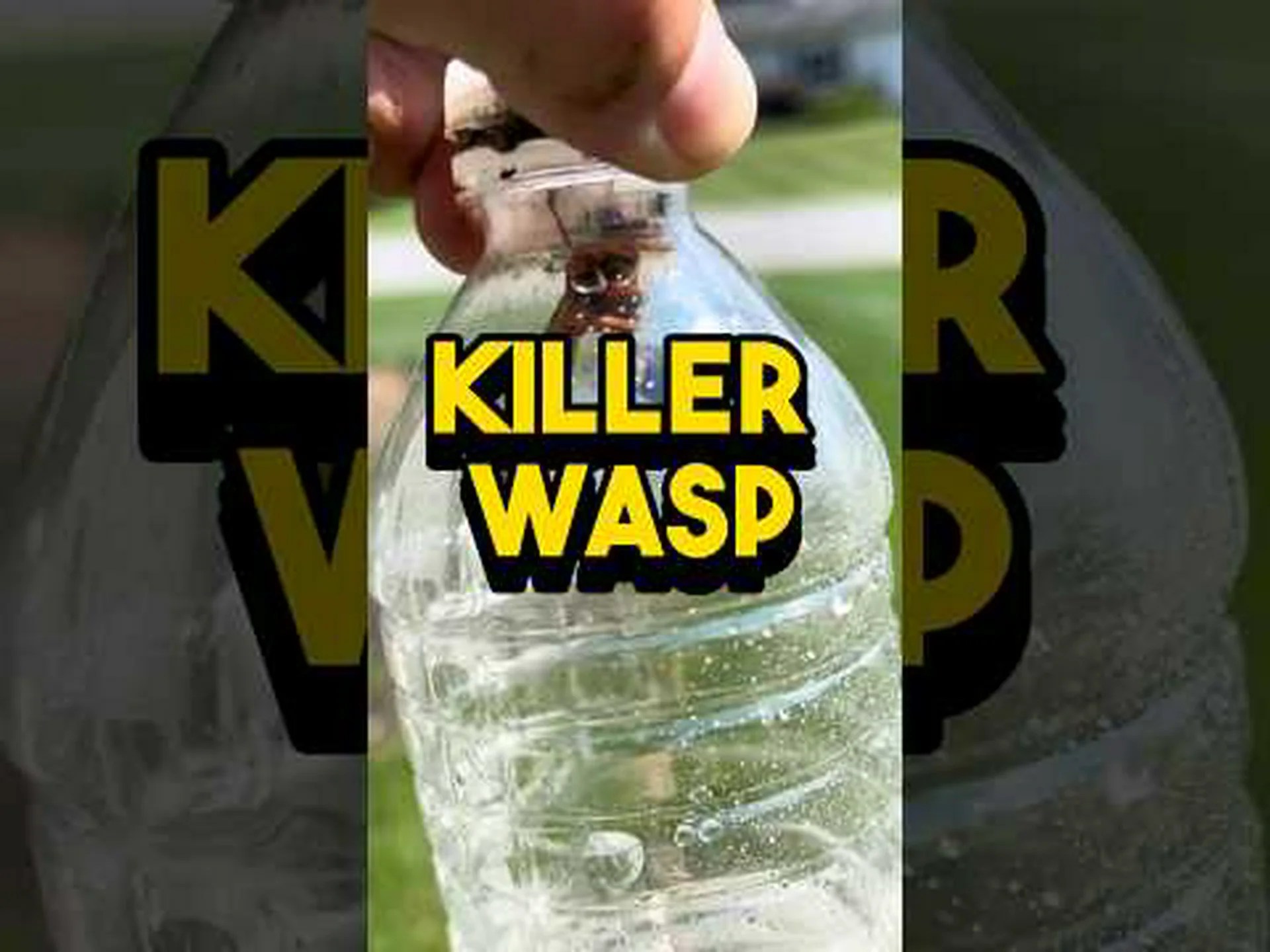 ペンシルベニア州のセミ: 今何が起こっているのか? ペンシルベニア州のセミ: 今何が起こっているのか?