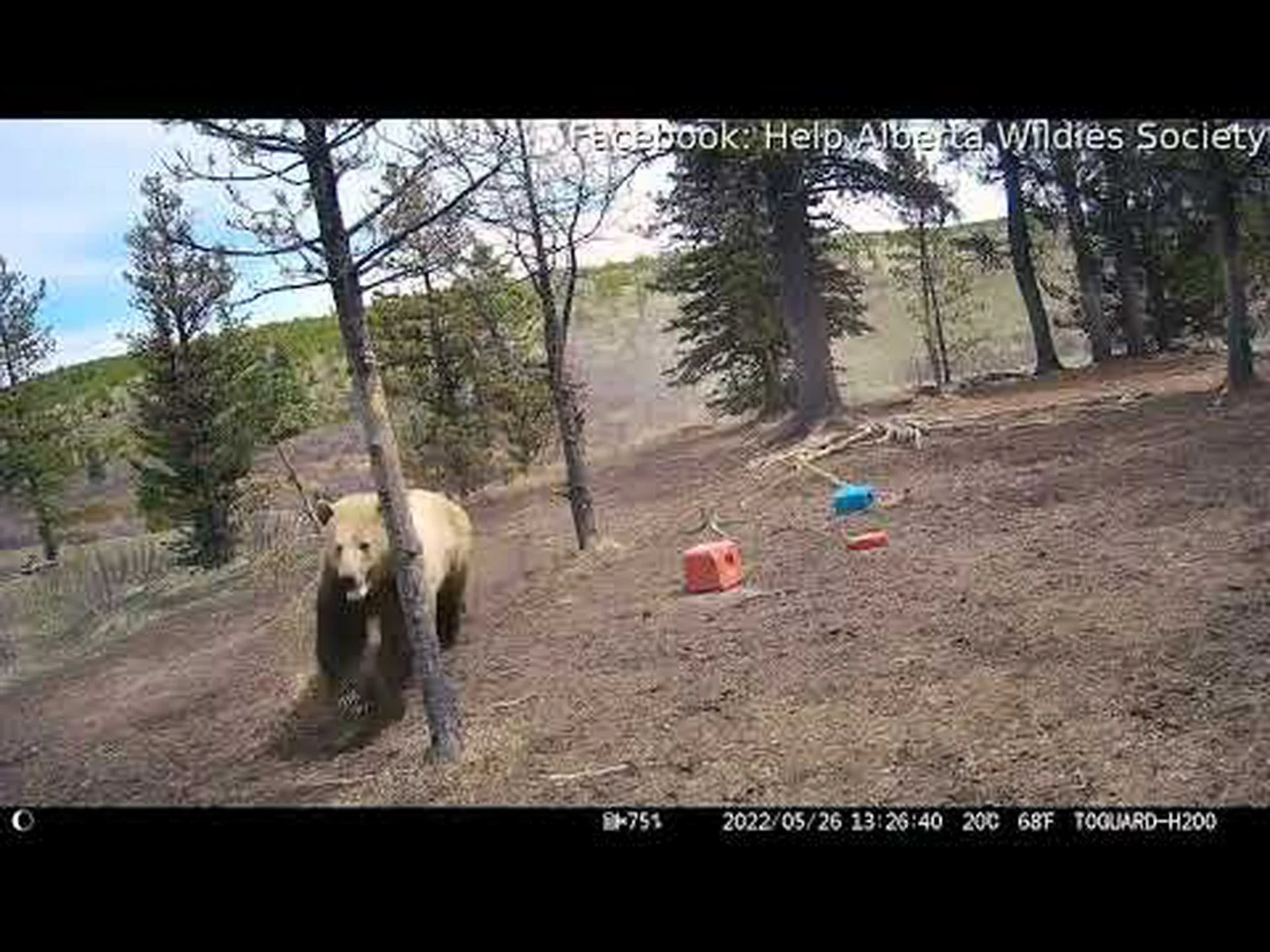 ネイチャーカメラ、お腹を空かせたグリズリーから逃げるために予約してきた野生の馬を発見 ネイチャーカメラ、お腹を空かせたグリズリーから逃げるために予約してきた野生の馬を発見