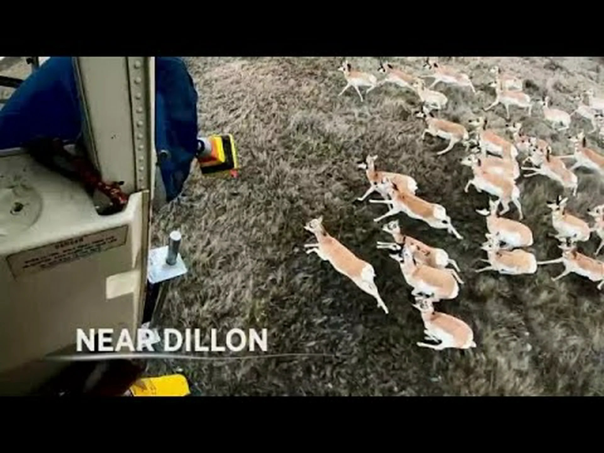 モンタナ州でこれまでに捕獲された最大のプロングホーンを発見 モンタナ州でこれまでに捕獲された最大のプロングホーンを発見