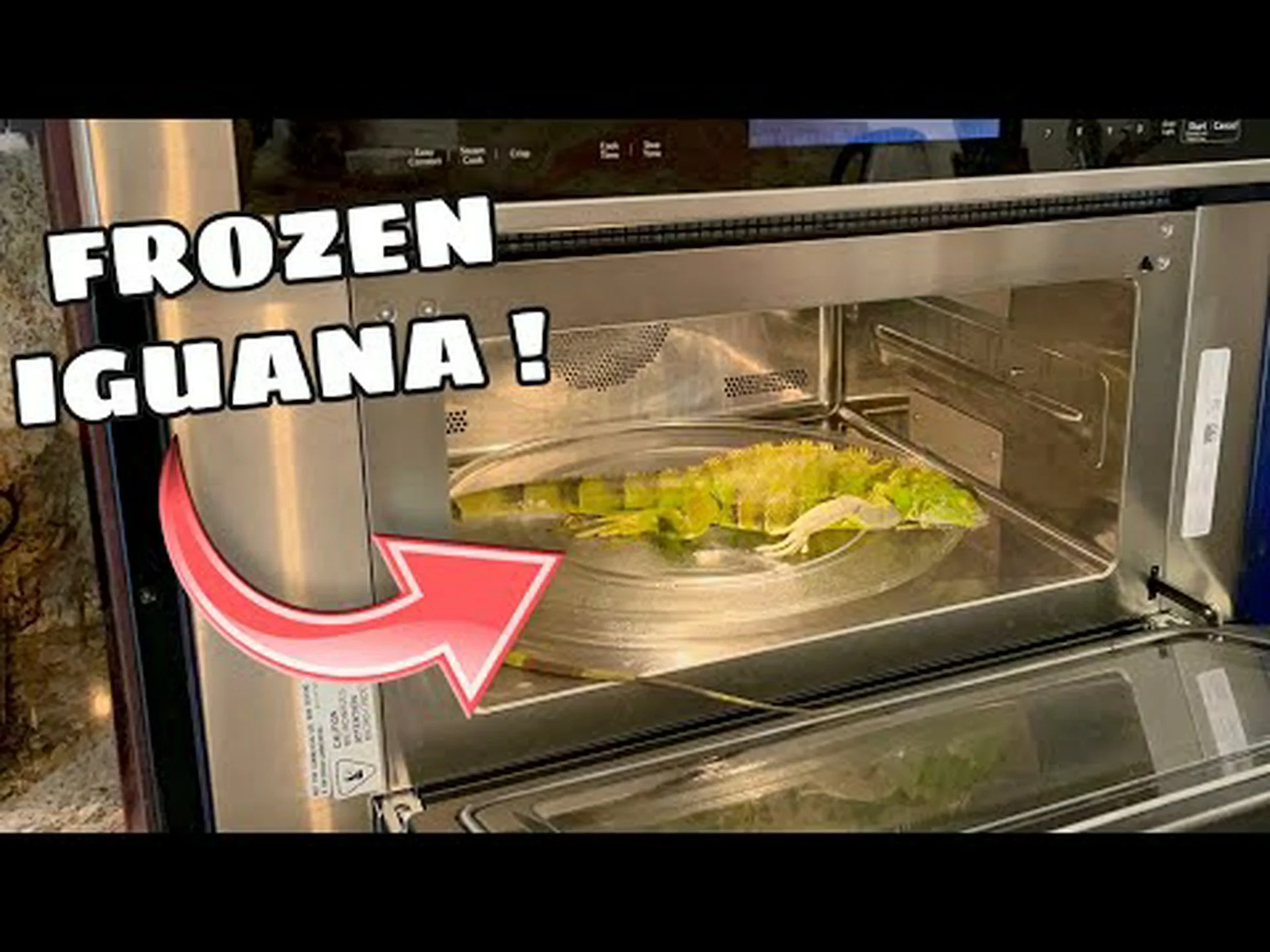 自家製スパを作り、冷凍イグアナを奇跡的に生き返らせる男性を見る 自家製スパを作り、冷凍イグアナを奇跡的に生き返らせる男性を見る