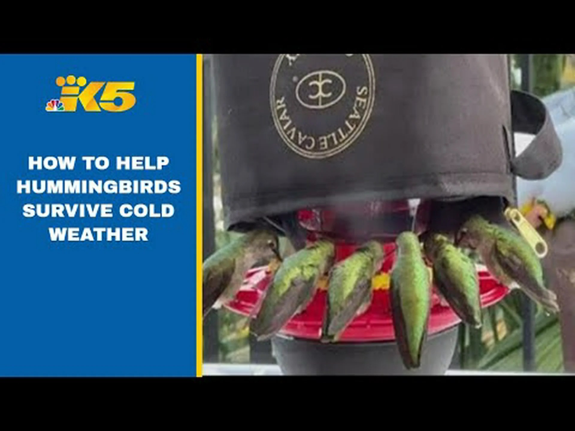 ハチドリにとって寒すぎる温度は何度ですか? ハチドリにとって寒すぎる温度は何度ですか?