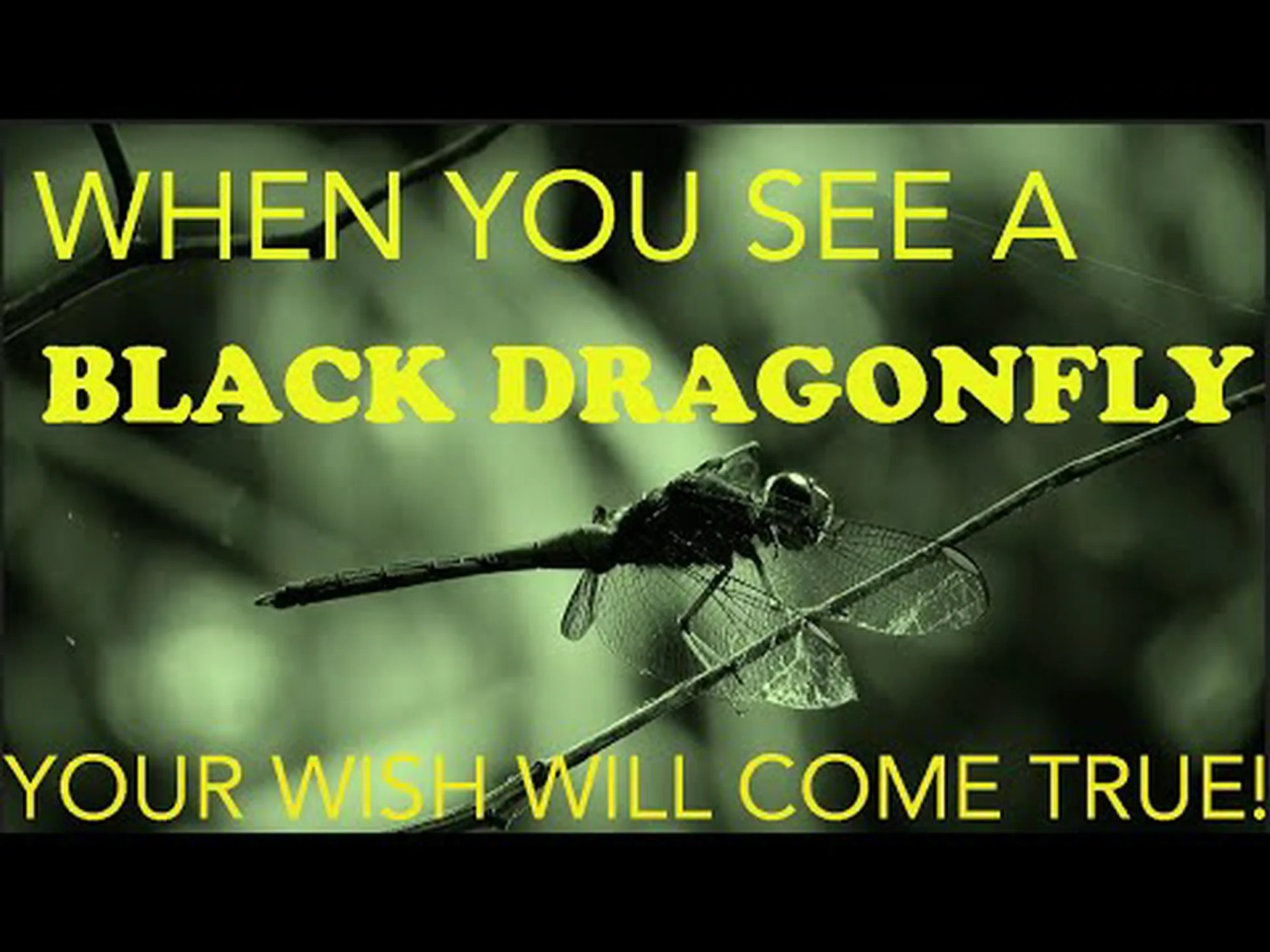 黒トンボ:精神的な意味と象徴性 黒トンボ:精神的な意味と象徴性