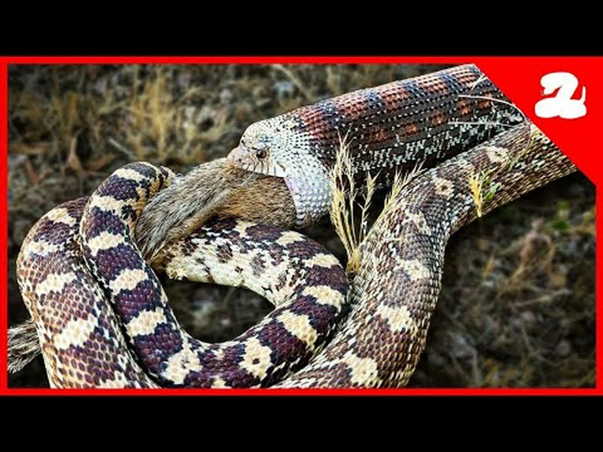 裏庭でリスを丸ごと飲み込んだ巨大なヘビを発見した女性を観察する 裏庭でリスを丸ごと飲み込んだ巨大なヘビを発見した女性を観察する