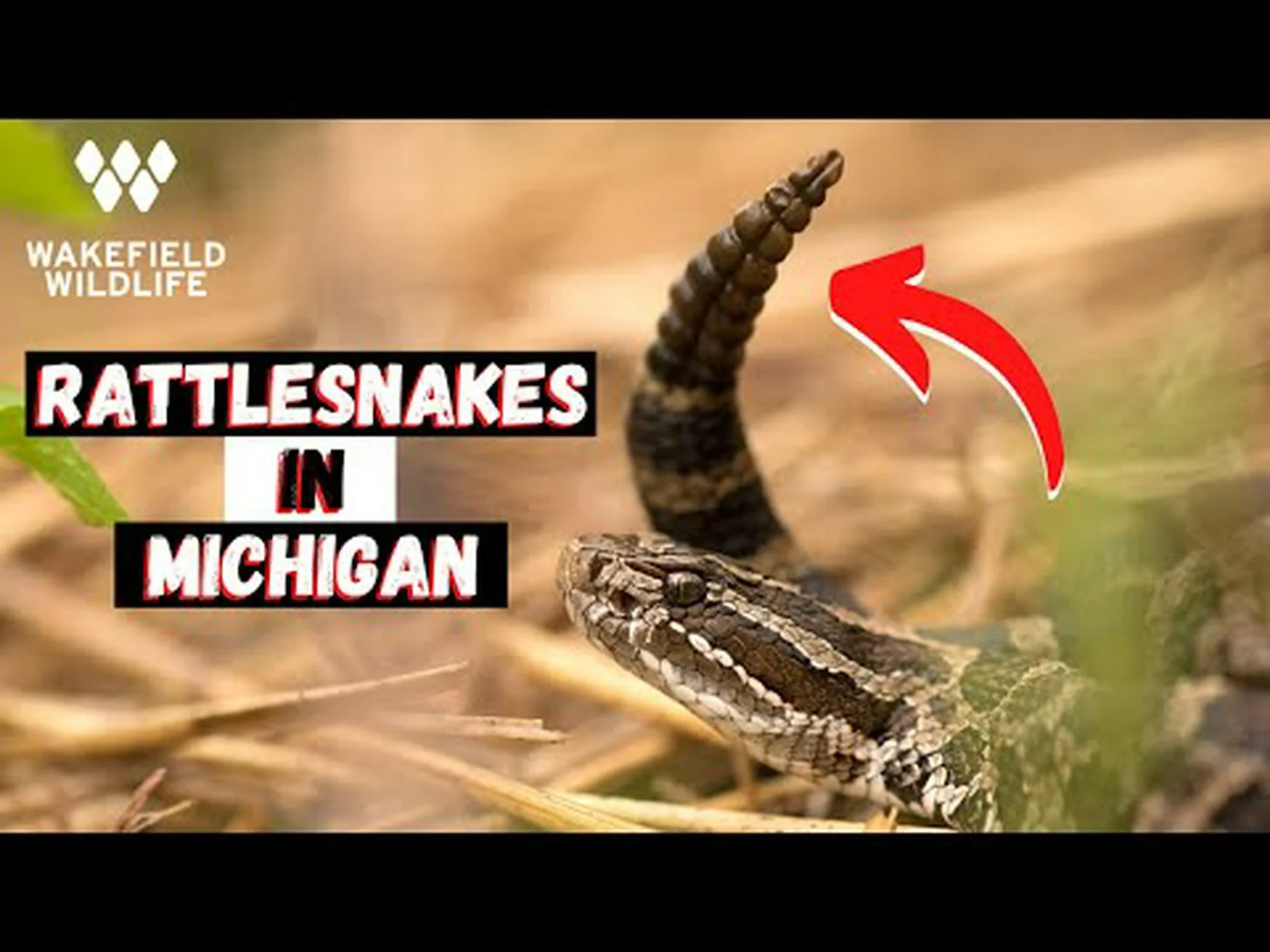 ミシガン州のガラガラヘビが最も活発になる時期を知る ミシガン州のガラガラヘビが最も活発になる時期を知る