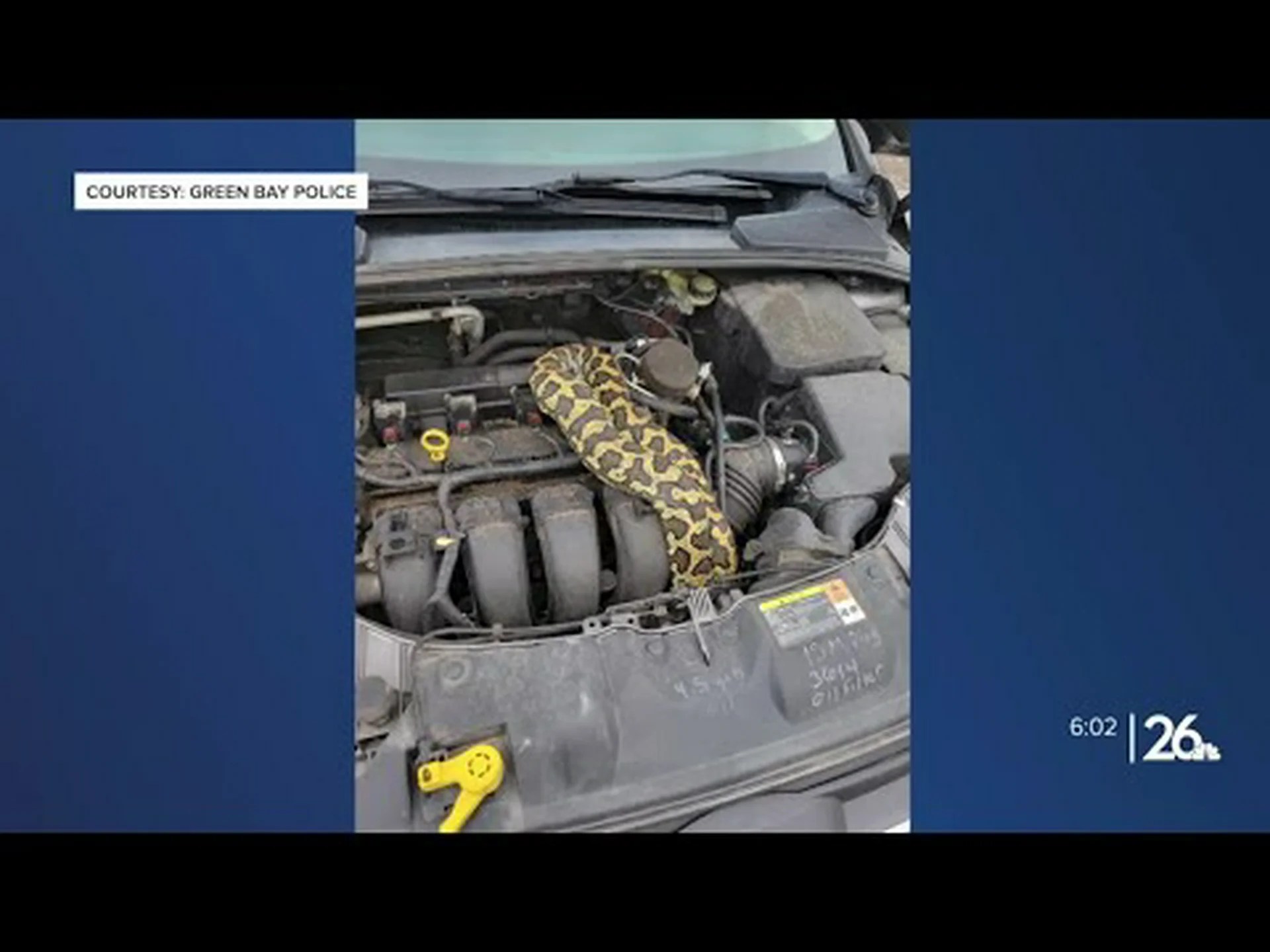 巨大なニシキヘビがエンジン内に忍び込んでいることをドライバーが発見したときの衝撃をご覧ください 巨大なニシキヘビがエンジン内に忍び込んでいることをドライバーが発見したときの衝撃をご覧ください