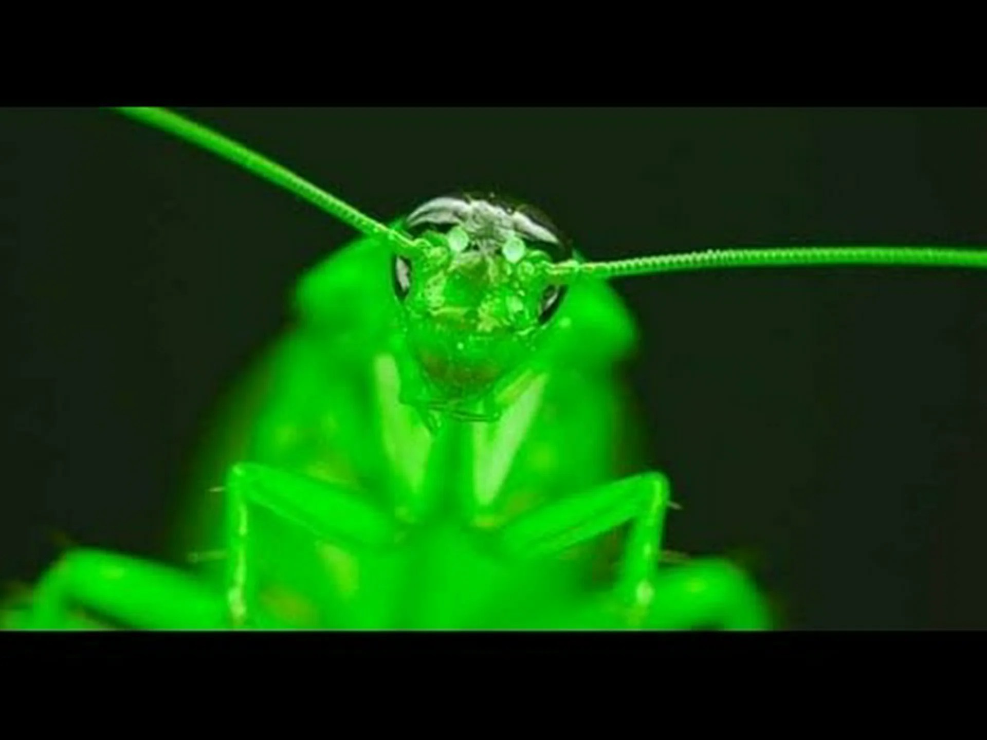 核ハルマゲドンを生き延びることができる5匹の動物(ゴキブリ以外)を発見する 核ハルマゲドンを生き延びることができる5匹の動物(ゴキブリ以外)を発見する