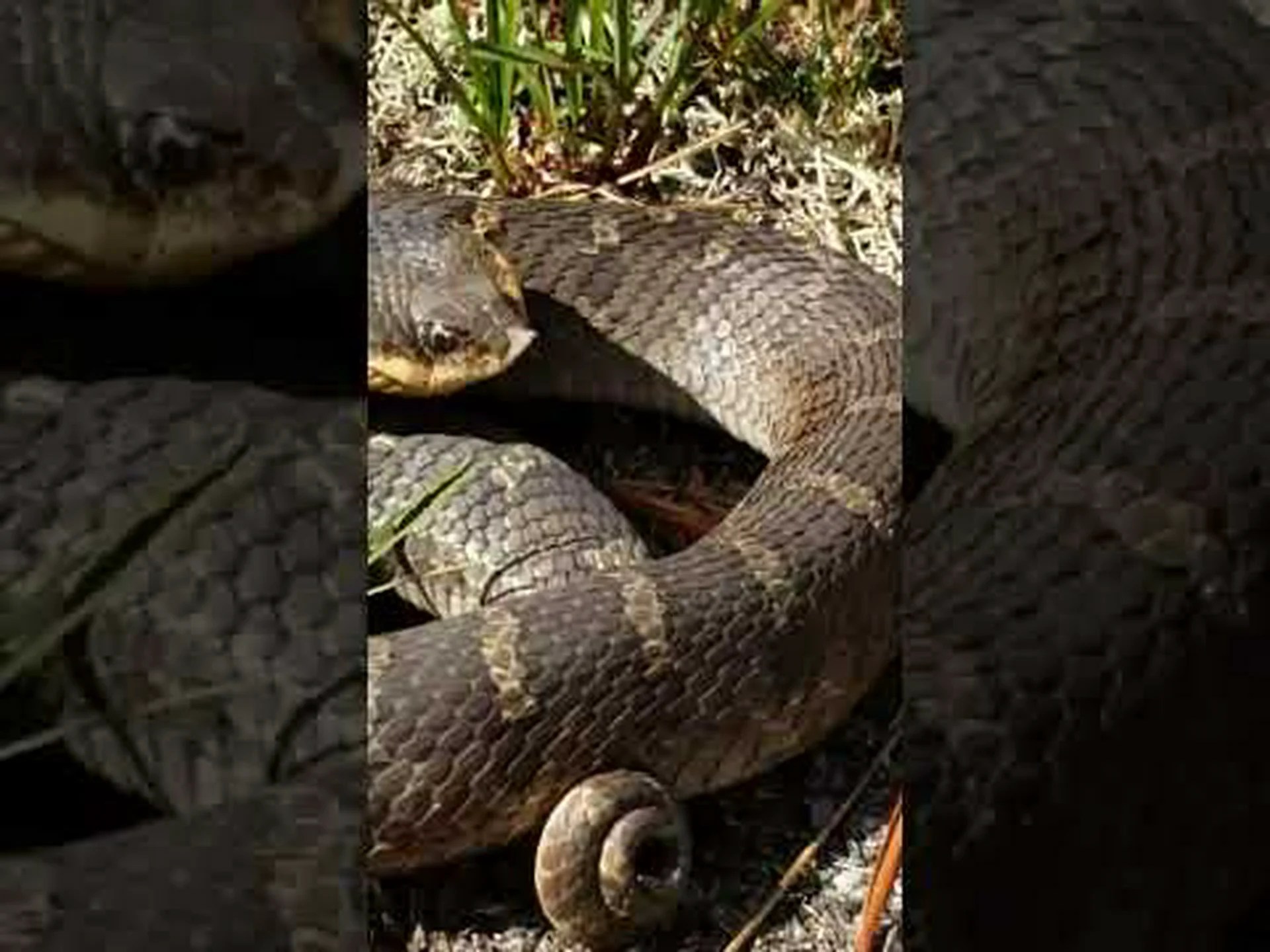 ニュージャージー州唯一のガラガラヘビを発見 ニュージャージー州唯一のガラガラヘビを発見