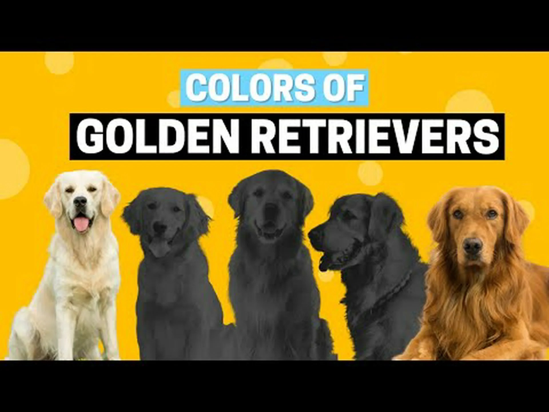 ゴールデンレトリバーの色:最も珍しいものから最も一般的なものまで ゴールデンレトリバーの色:最も珍しいものから最も一般的なものまで