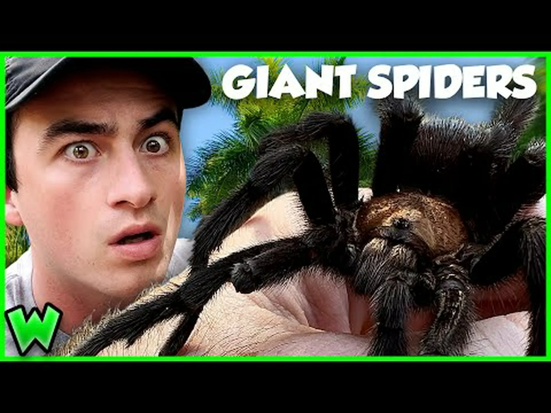 ミズーリ州最大のクモ 5 匹 ミズーリ州最大のクモ 5 匹