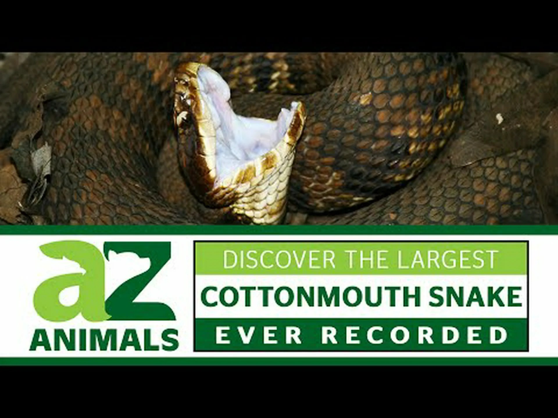 史上最大のガラガラヘビを発見 史上最大のガラガラヘビを発見