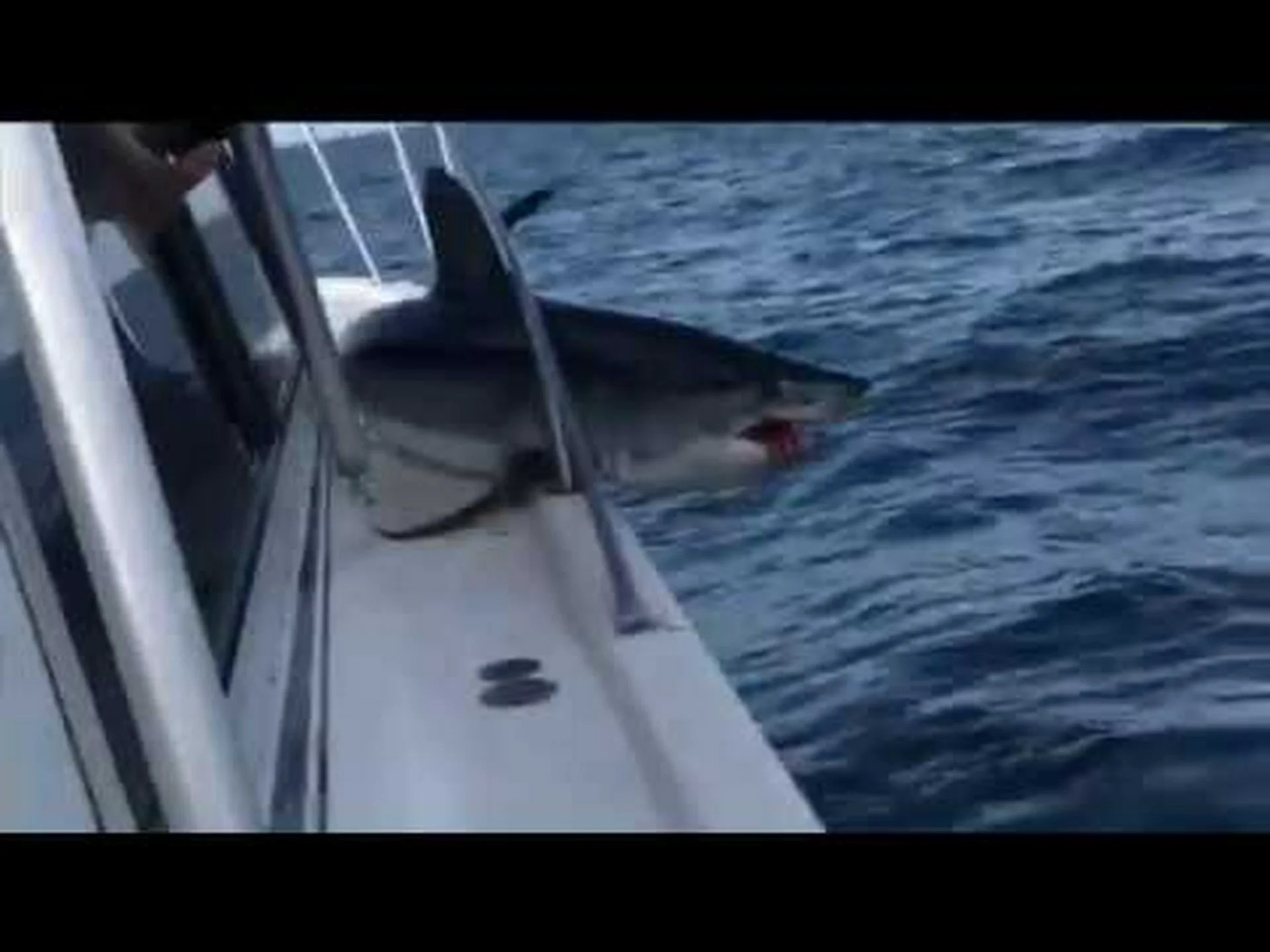 このサメが体操選手に変身し、漁師のボートをフラバーガストする様子をご覧ください このサメが体操選手に変身し、漁師のボートをフラバーガストする様子をご覧ください