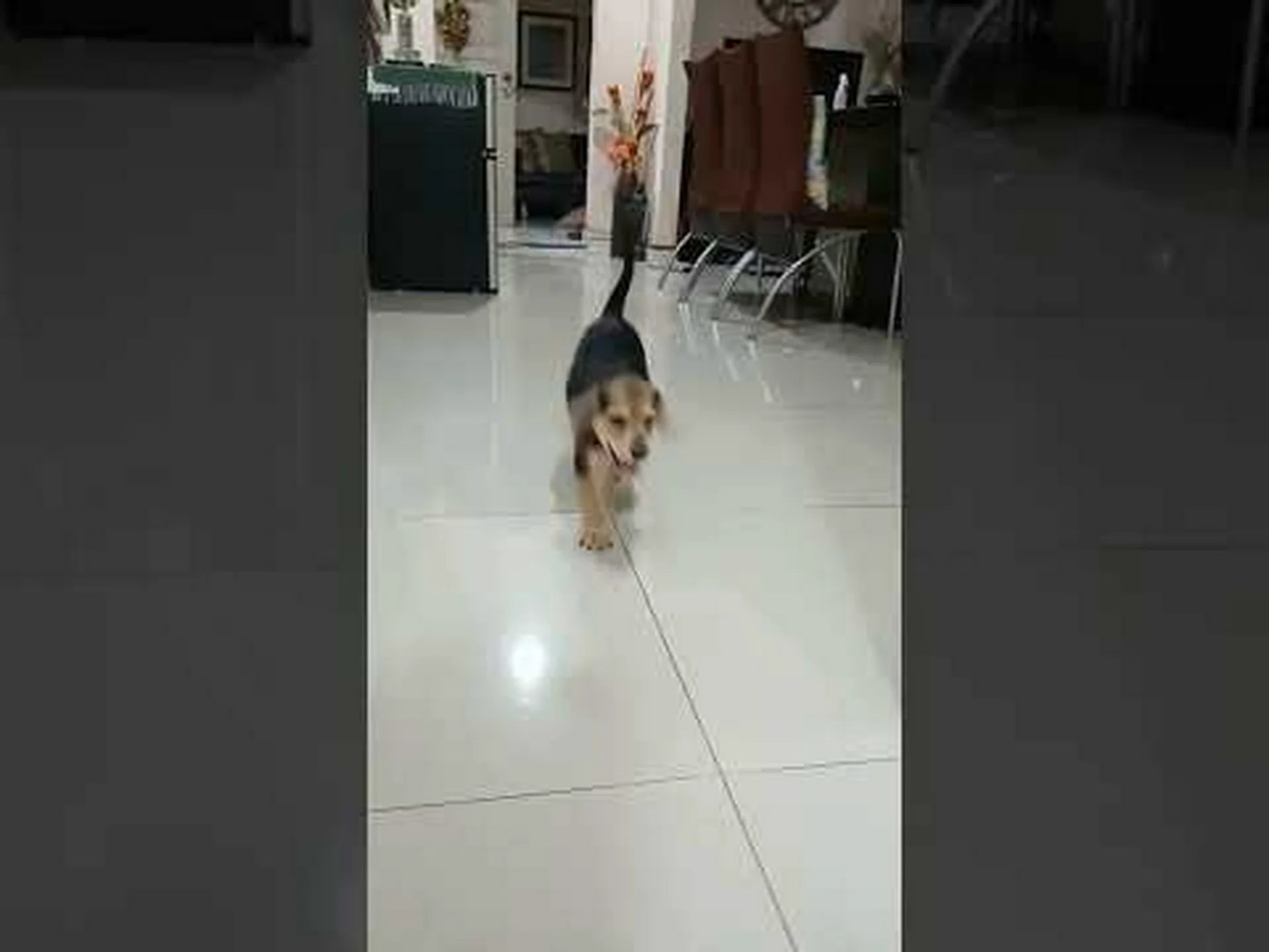 マルティーグルについていくつかの驚くべき事実を発見した! マルティーグルについていくつかの驚くべき事実を発見した!