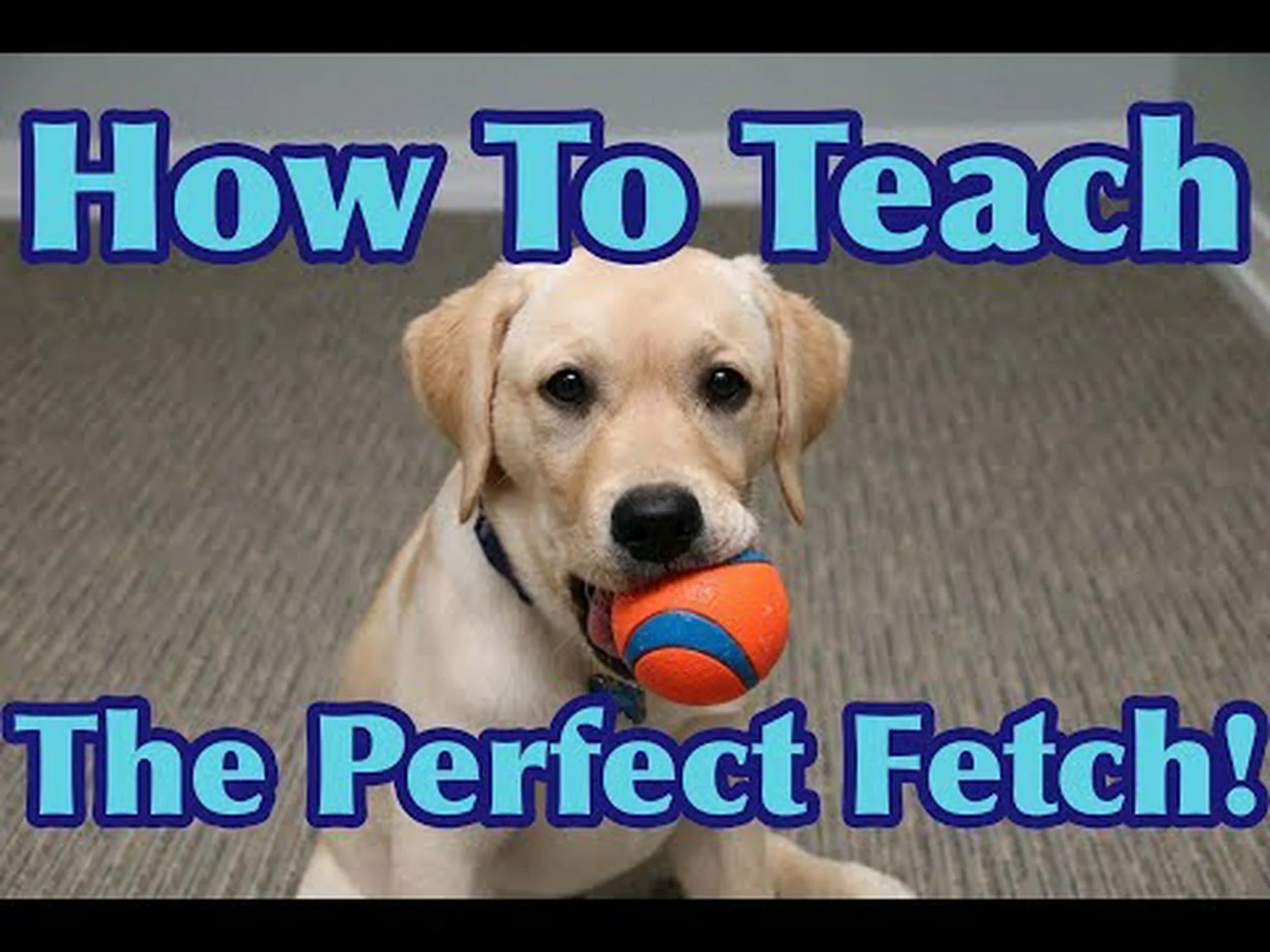 犬にフェッチを教える: 段階的なトレーニングのヒントとコツ 犬にフェッチを教える: 段階的なトレーニングのヒントとコツ