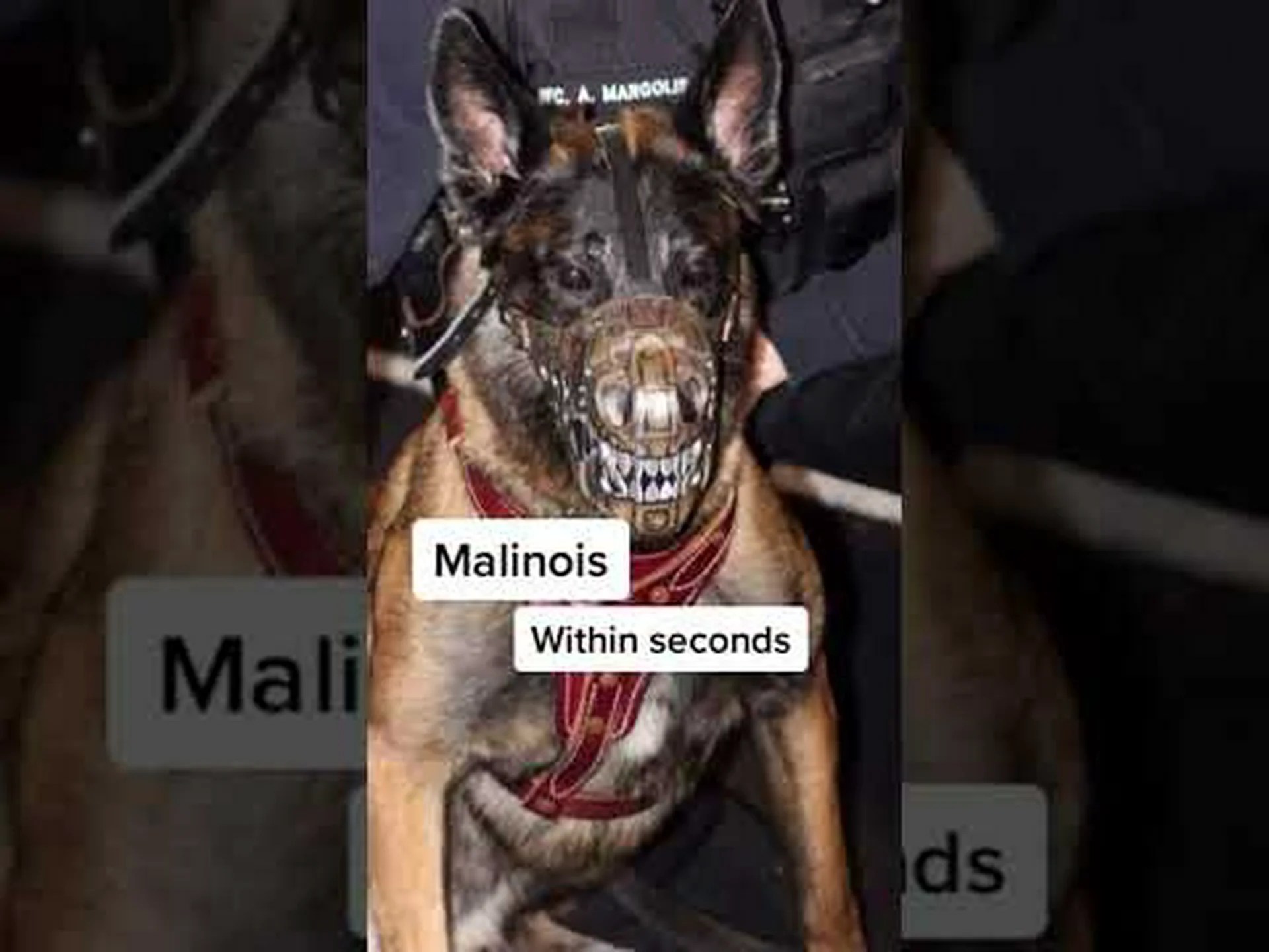 最も人気のある10の大きくてふわふわした犬種を発見してください 最も人気のある10の大きくてふわふわした犬種を発見してください