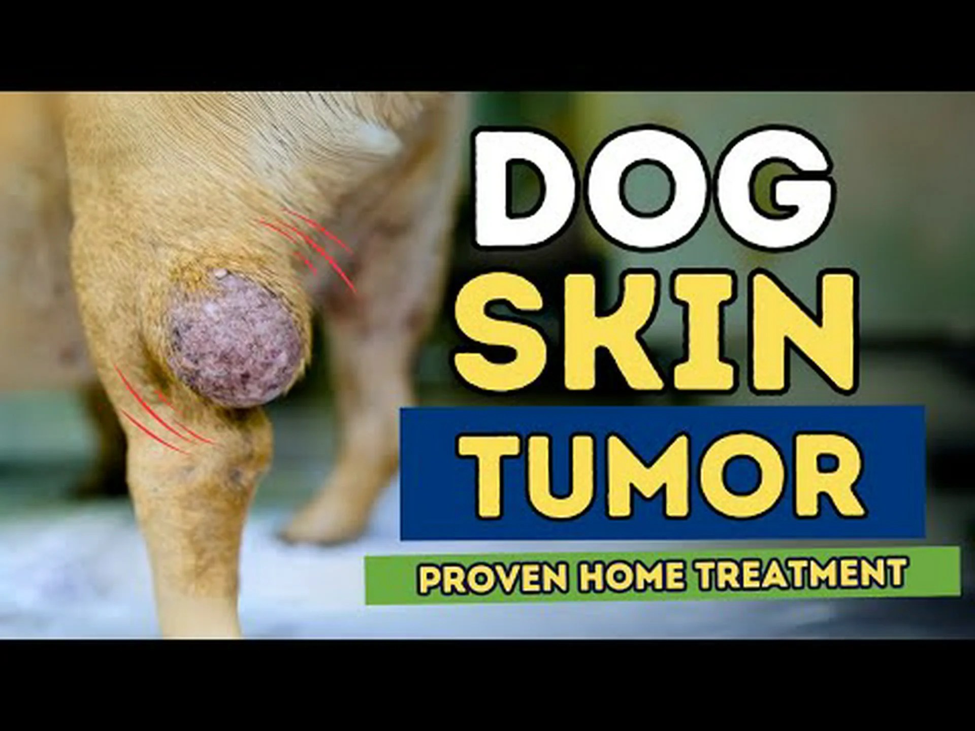 犬の最も恐ろしい種類の皮膚腫瘍 犬の最も恐ろしい種類の皮膚腫瘍