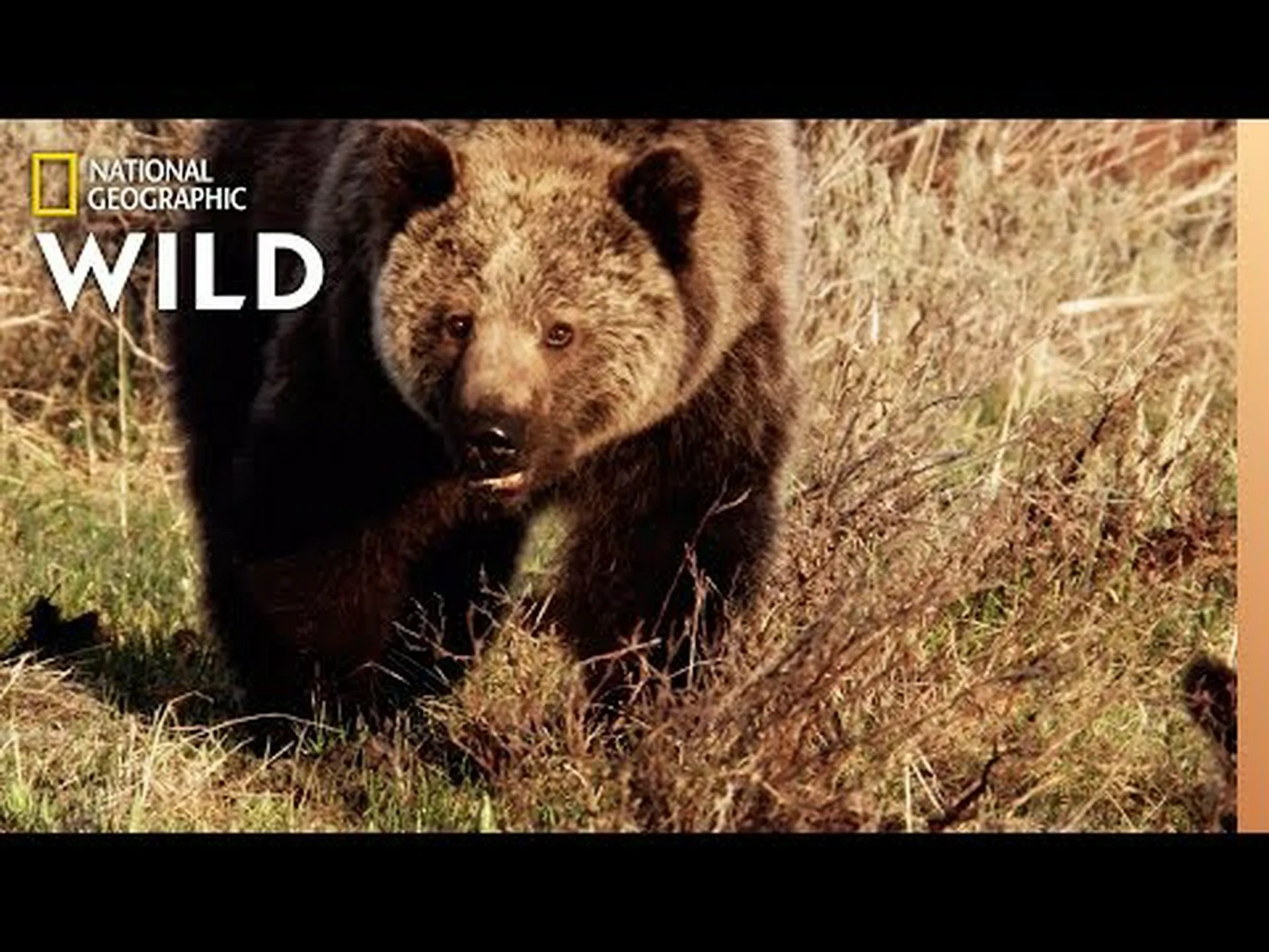 ハイイログマが世界で最も賢い捕食者である理由を発見する ハイイログマが世界で最も賢い捕食者である理由を発見する