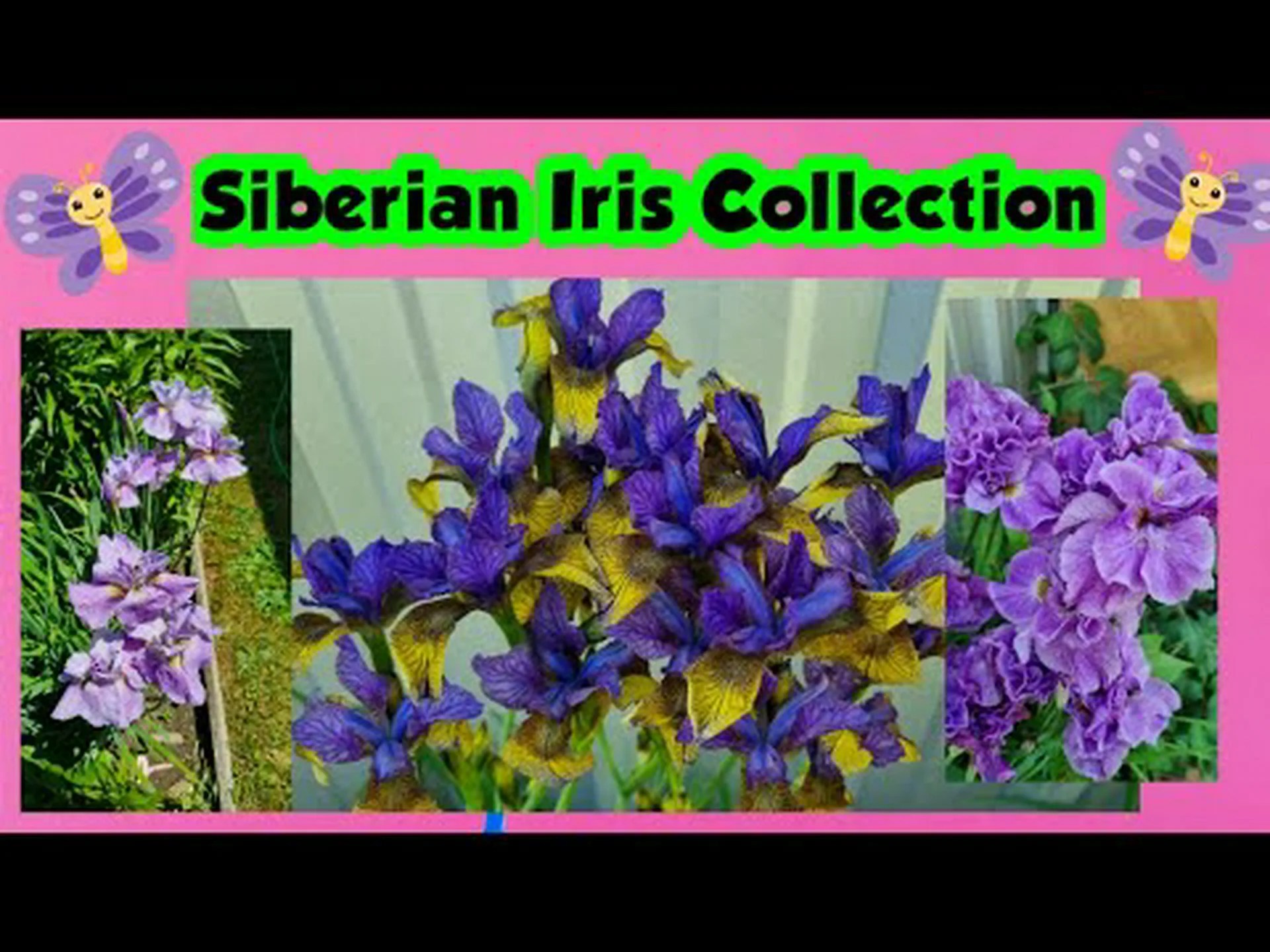 オランダ産アイリスとシベリア産アイリス: 違いを見分ける方法 オランダ産アイリスとシベリア産アイリス: 違いを見分ける方法