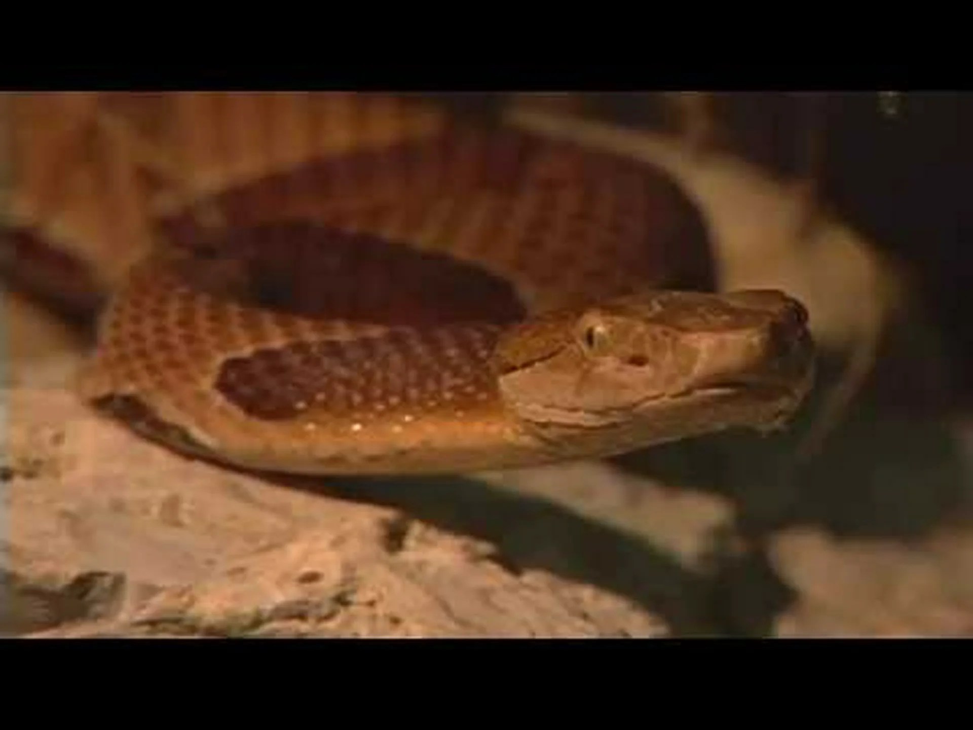 ミズーリ州で 3 種類のガラガラヘビを発見 ミズーリ州で 3 種類のガラガラヘビを発見