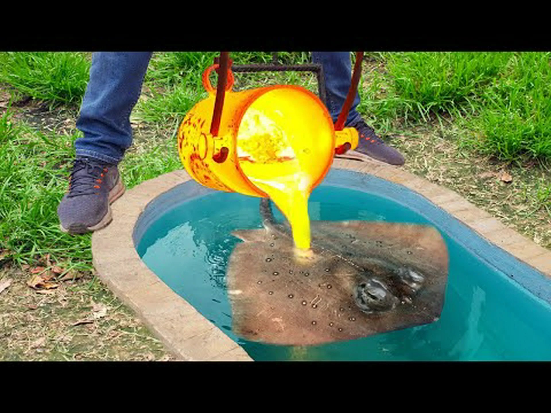 世界最大のアカエイはスクールバスと同じ長さ 世界最大のアカエイはスクールバスと同じ長さ