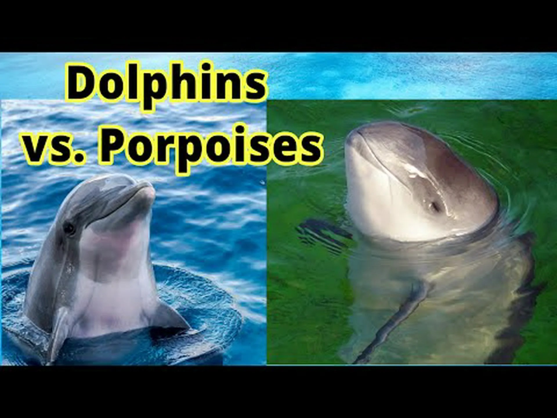 ネズミイルカとシロイルカ: 違いは何ですか? ネズミイルカとシロイルカ: 違いは何ですか?