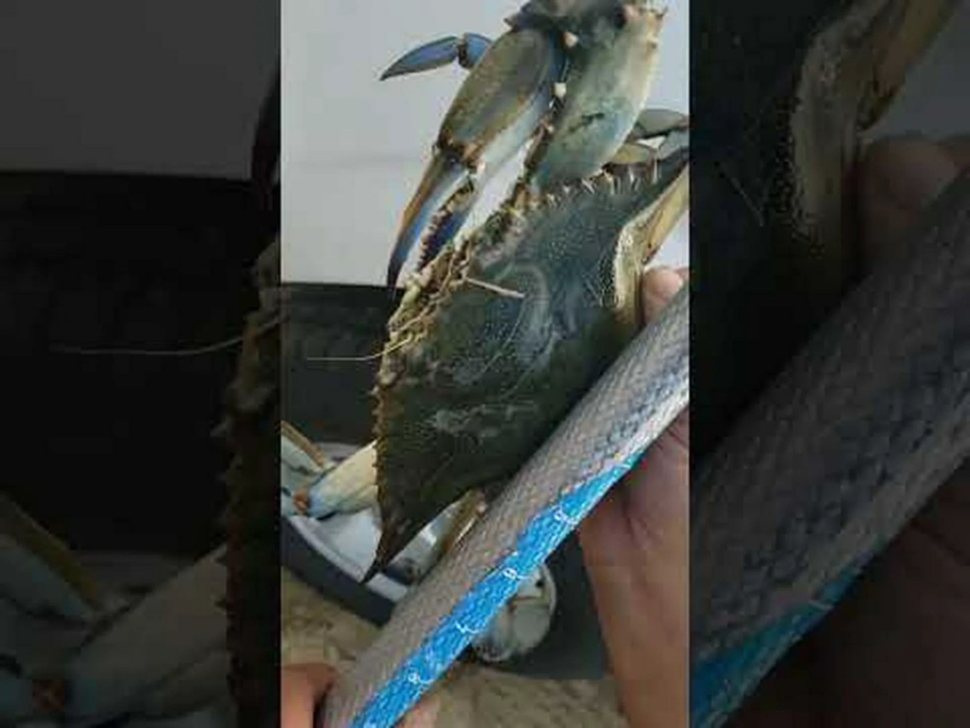 ニューヨークで史上最大のワタリガニを男性が捕獲 ニューヨークで史上最大のワタリガニを男性が捕獲