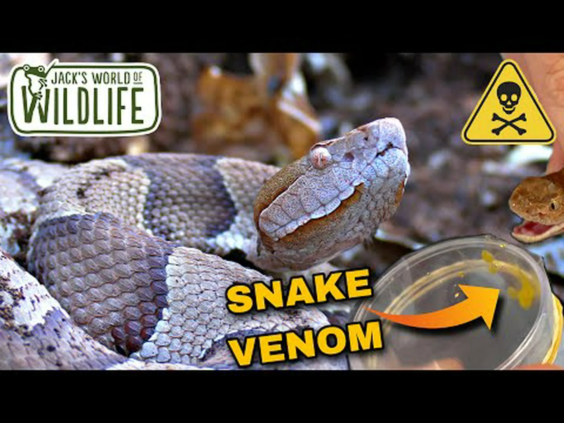 マムシの赤ちゃんの毒は大人よりも危険ですか? マムシの赤ちゃんの毒は大人よりも危険ですか?