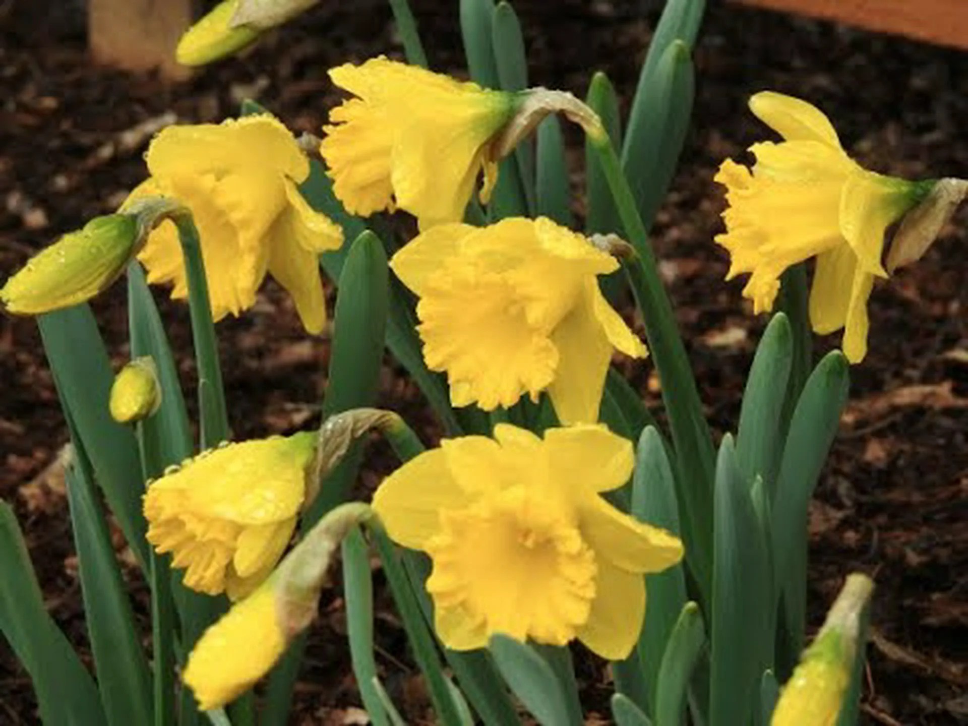 23種類の二色水仙 23種類の二色水仙